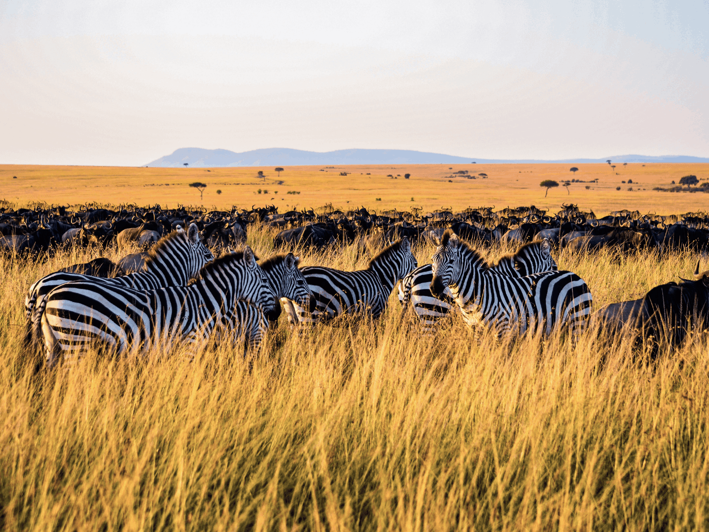Safari nella "pianura sconfinata" più famosa della Tanzania, il Serengeti National Park