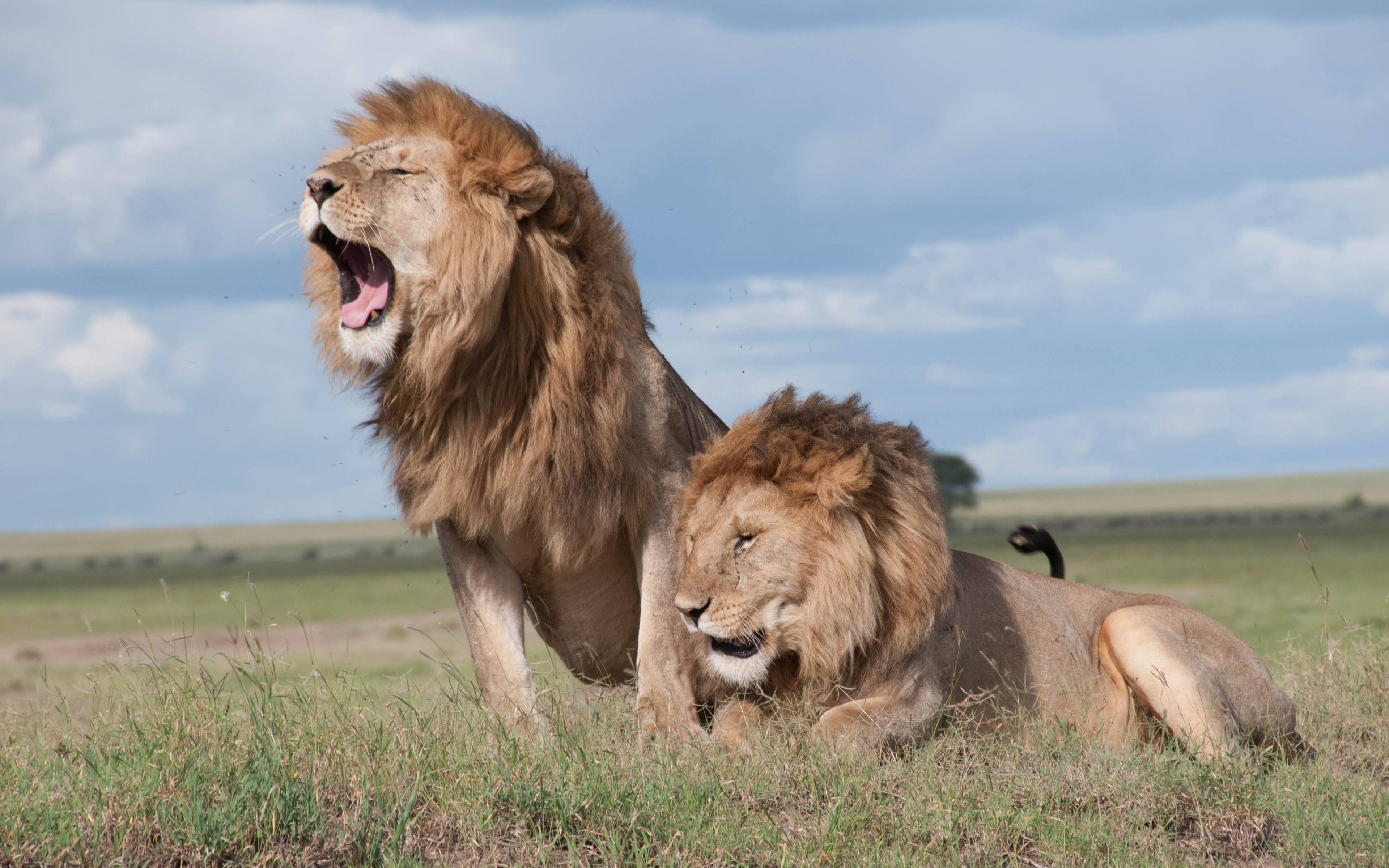 Los letales depredadores de Samburu, desde los poderosos leones hasta los saltarines gatos serval.