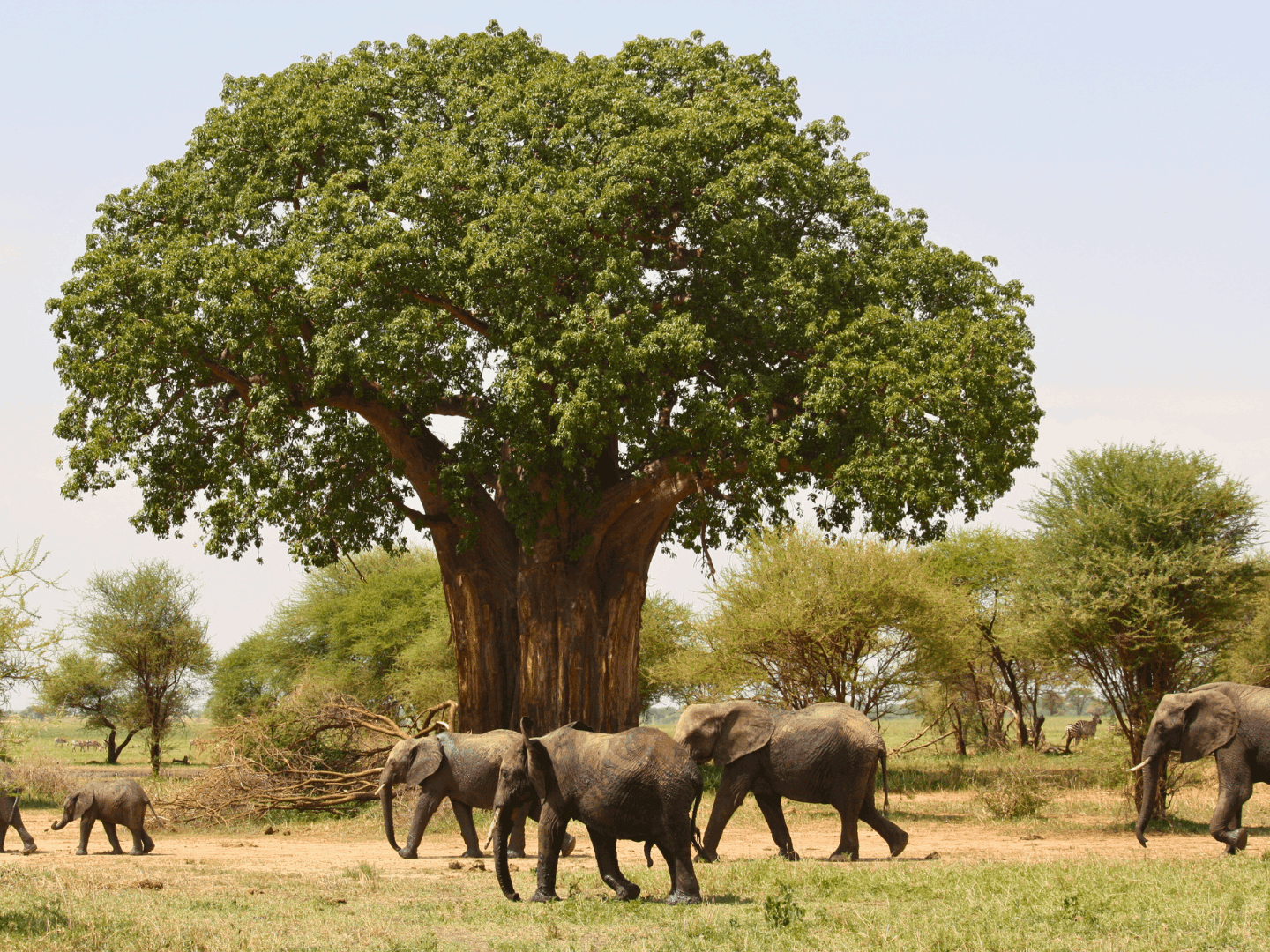 Alla scoperta dei grandi Baobab del Tarangire National Park