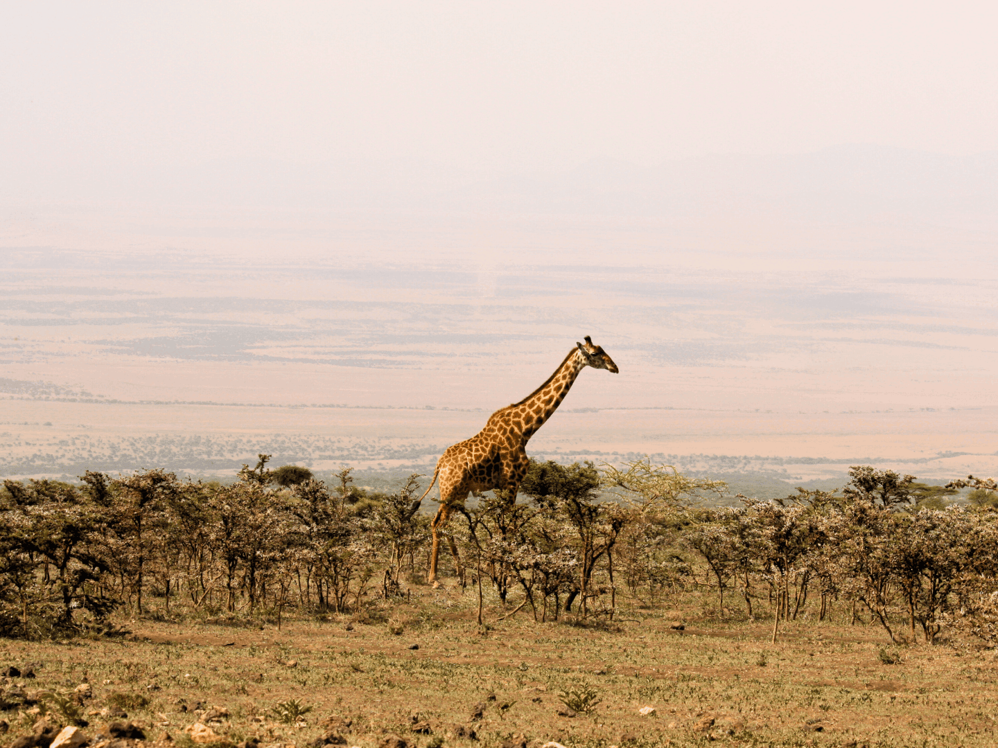 Esploriamo una delle più grandi meraviglie della natura, il Cratere del Ngorongoro