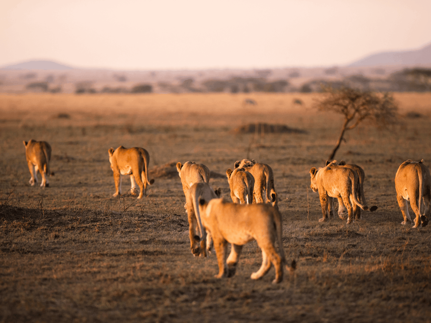 Secondo giorno di esplorazione nel maestoso Serengeti National Park