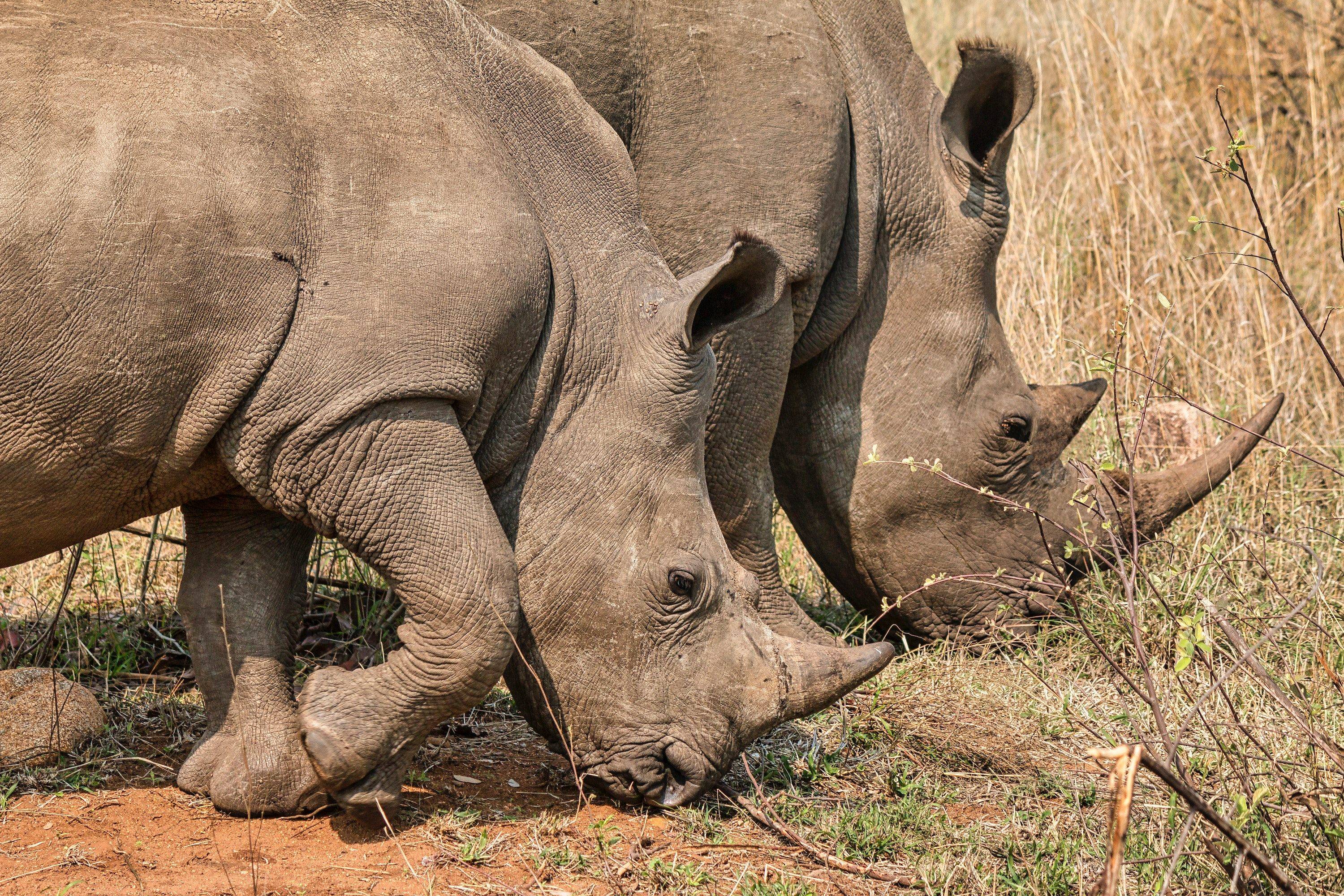 Conozca la conservación de los rinocerontes blancos y negros en el rancho Solio