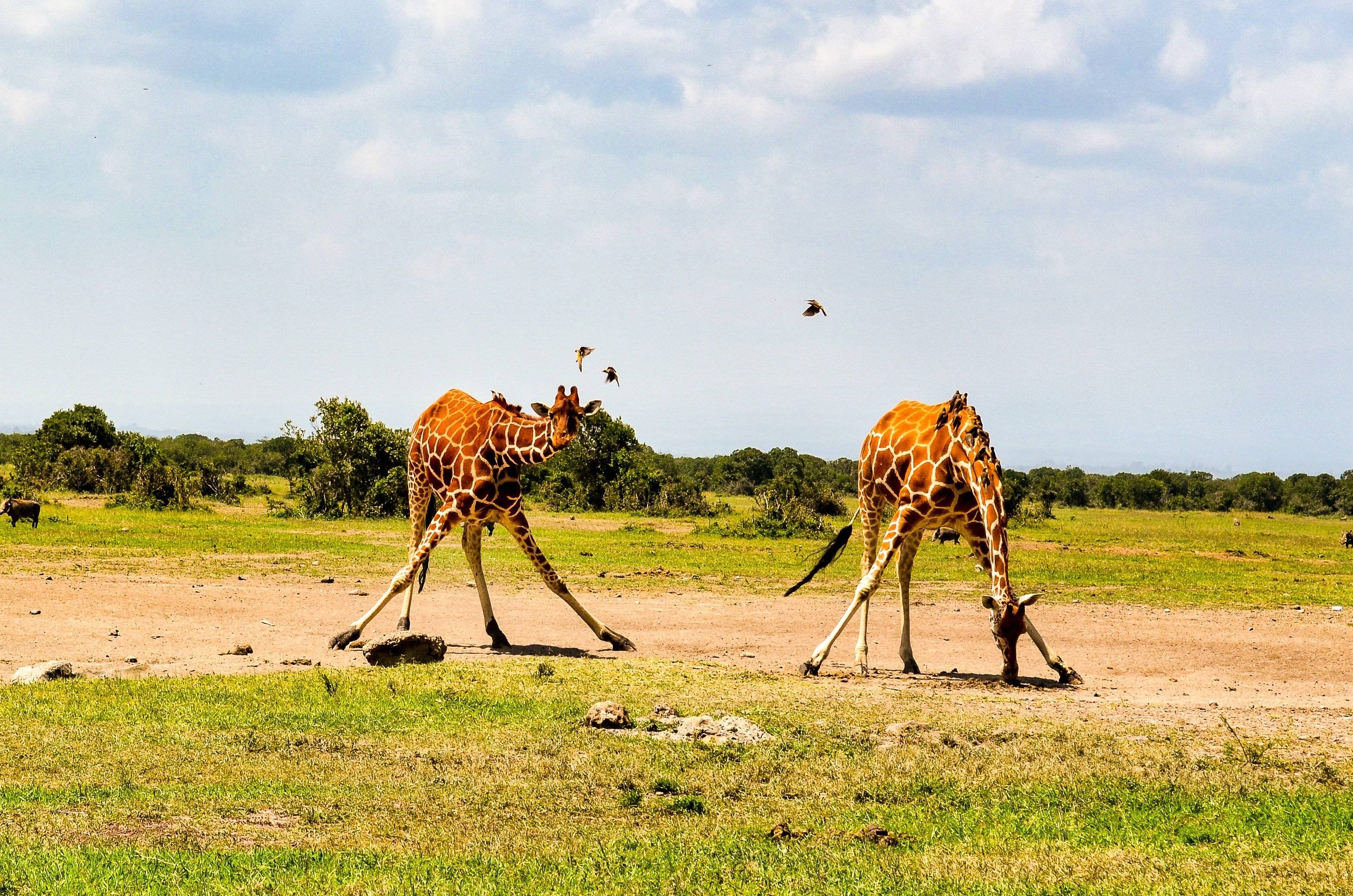 La jirafa, las águilas, los hipopótamos y otros miembros que hacen grande al club salvaje en Mara