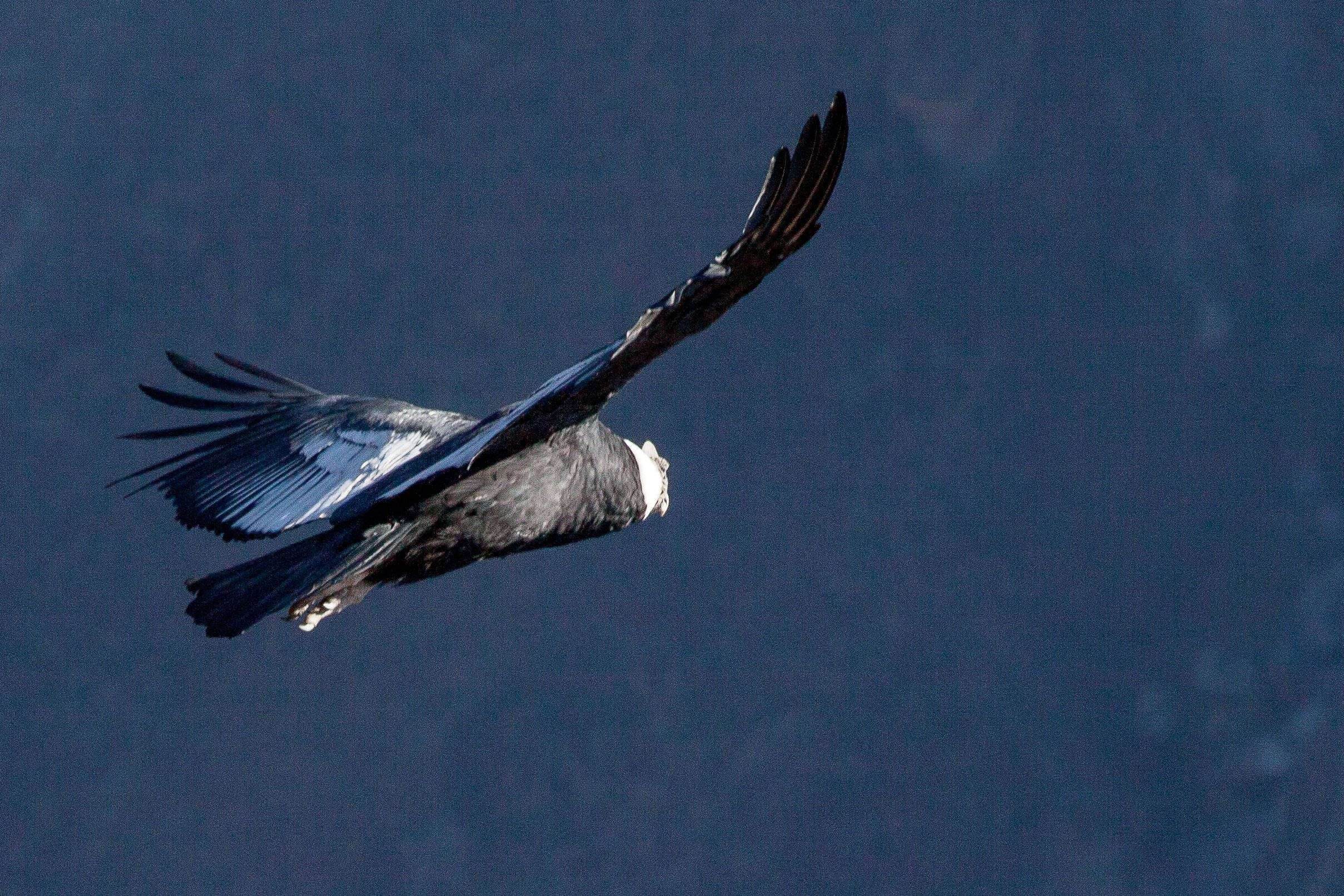 Observation du condor et route vers le lac Titicaca