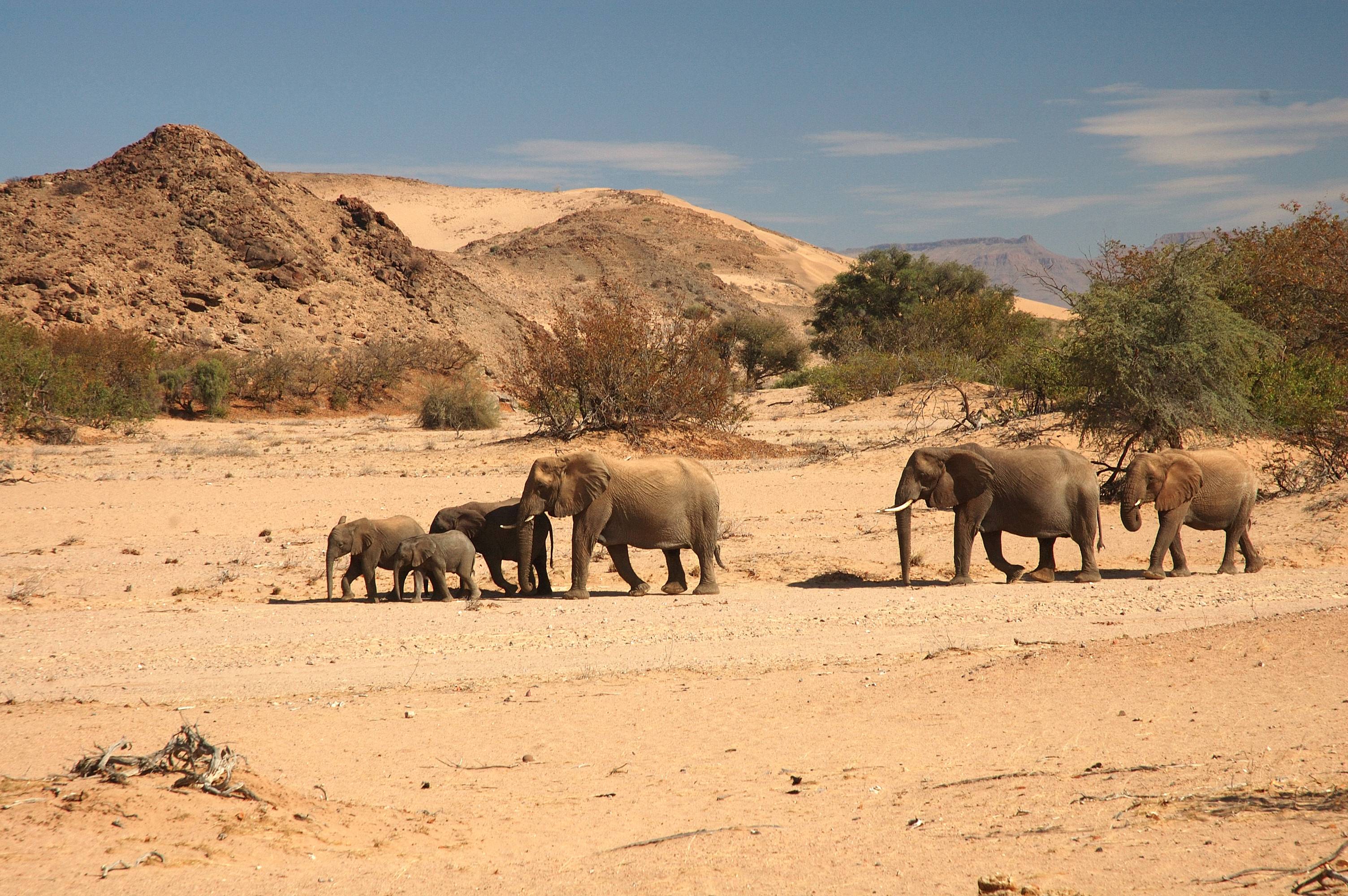 Wüstenelefanten und Felsgravuren