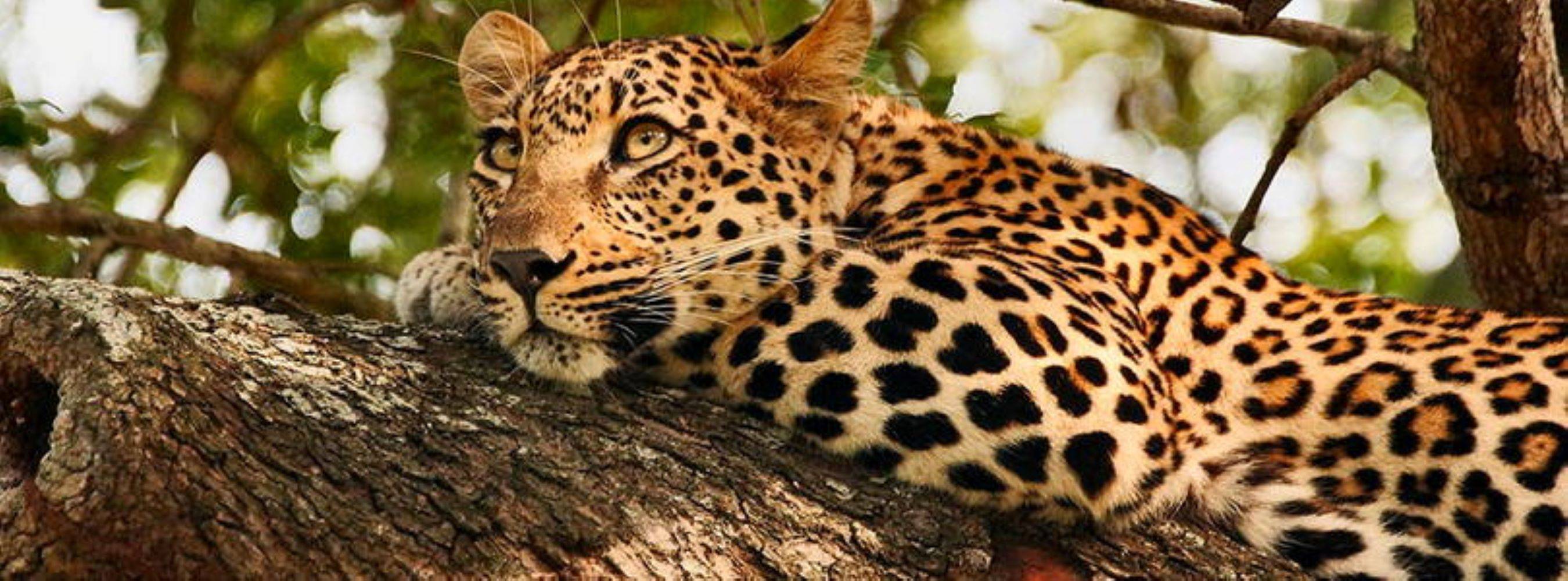 Journée de safari au Parc national Kruger