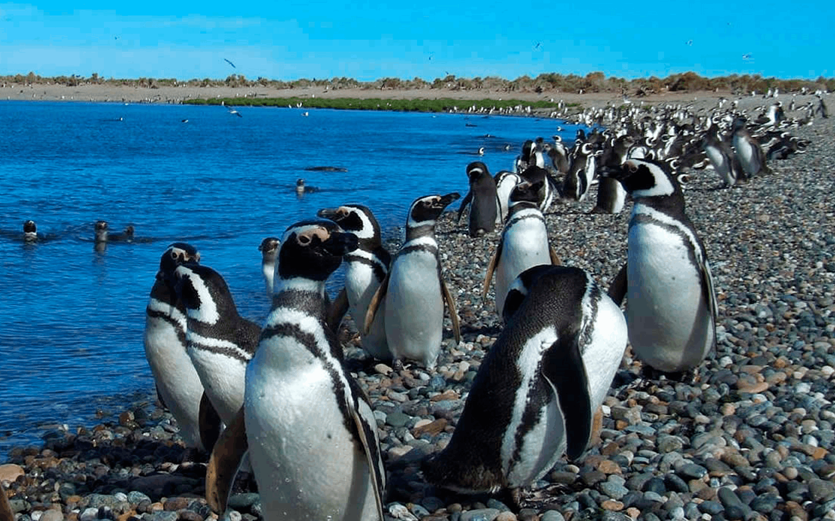 À la rencontre pingouins de Magellan