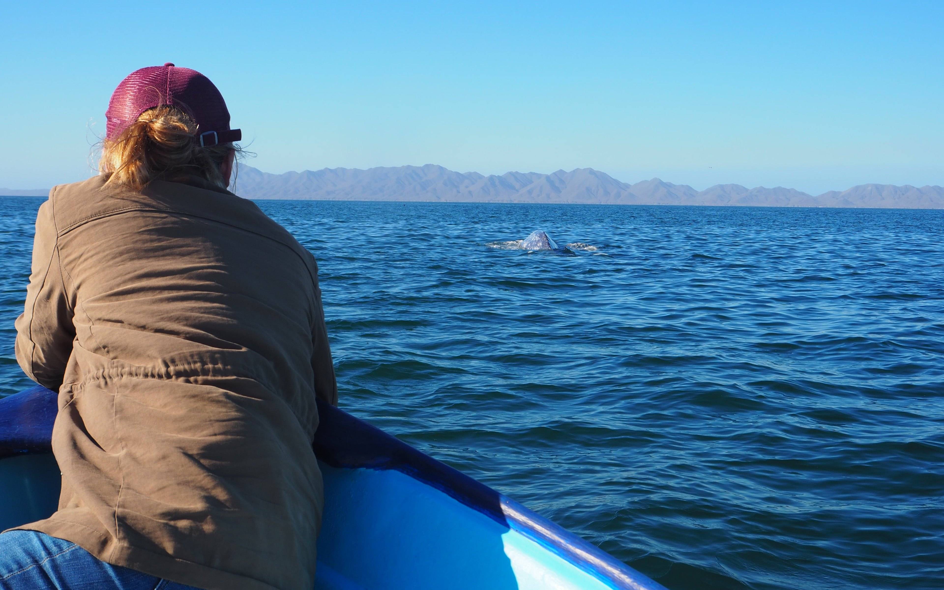 Plongez dans le monde fascinant des baleines grises