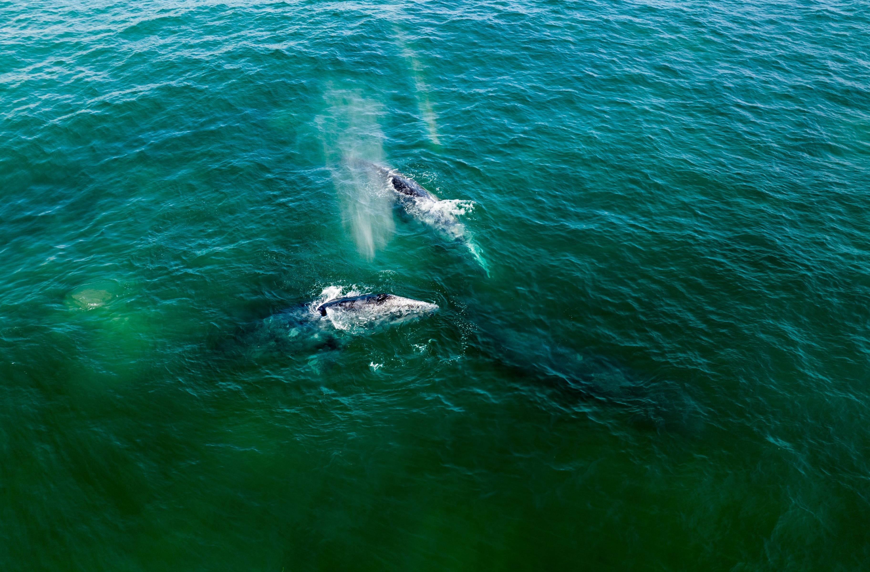 Les baleines grises de la lagune de San Ignacio