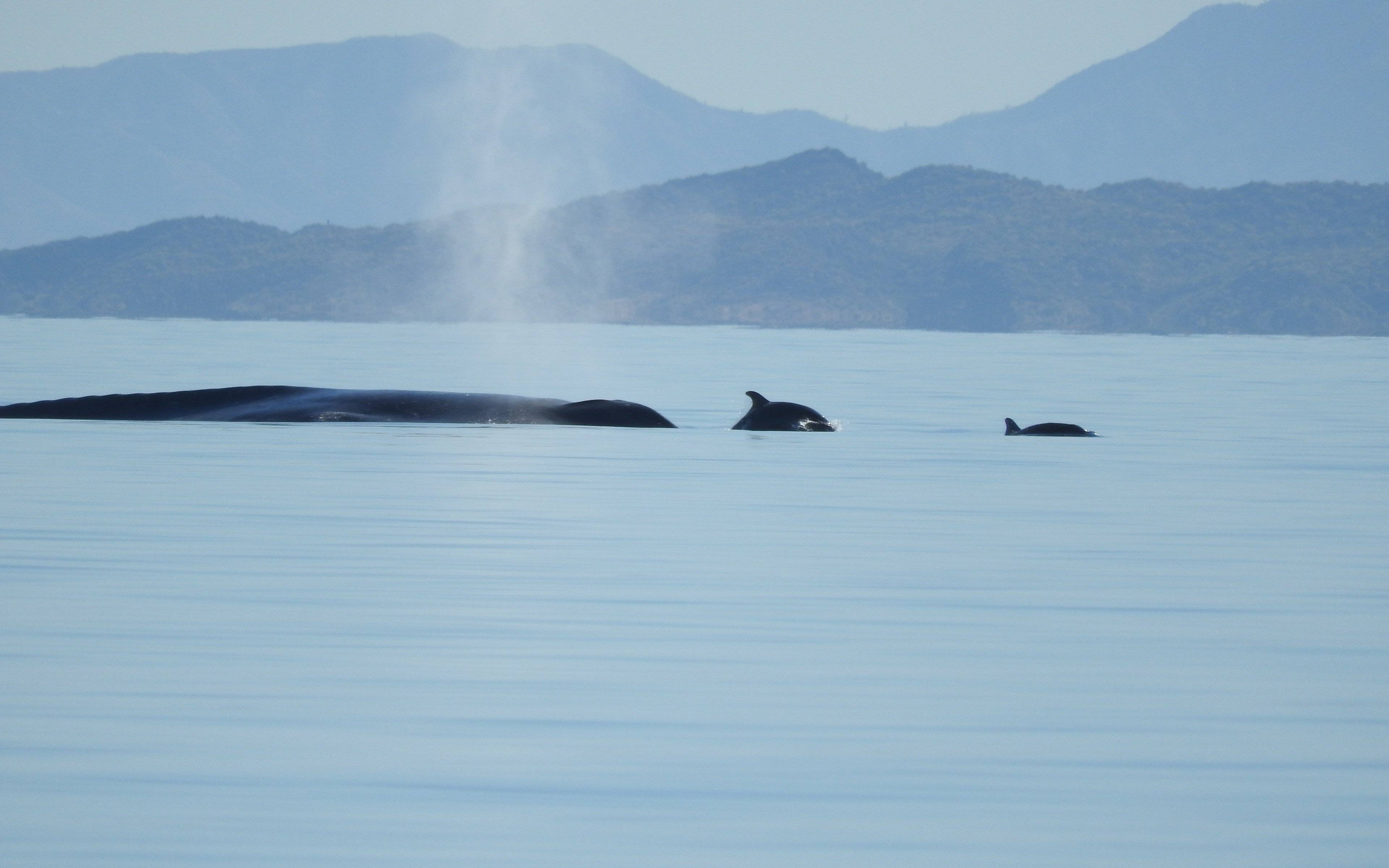 Partez à la rencontre des baleines bleues