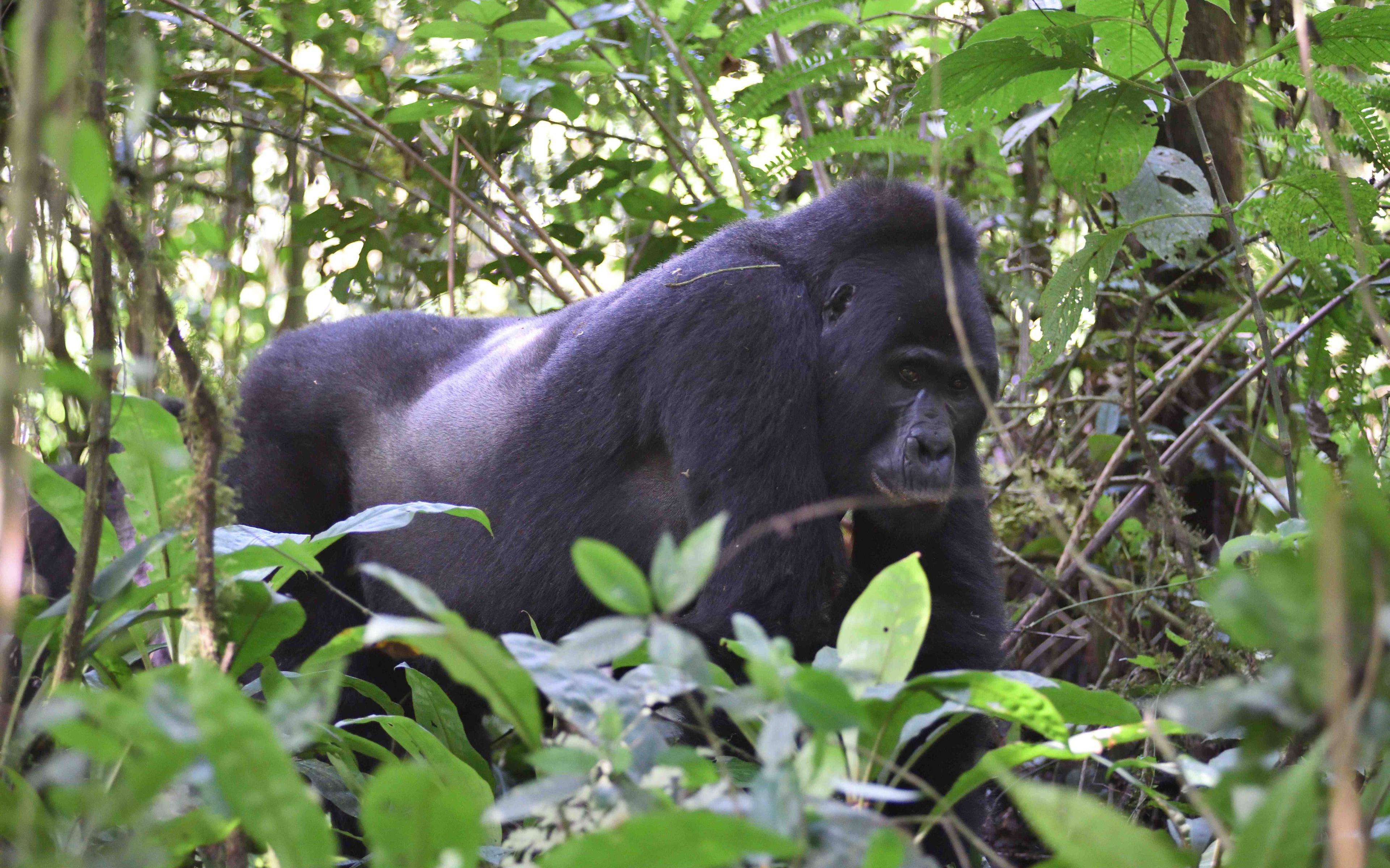 En Busca de los Gorilas de Montaña
