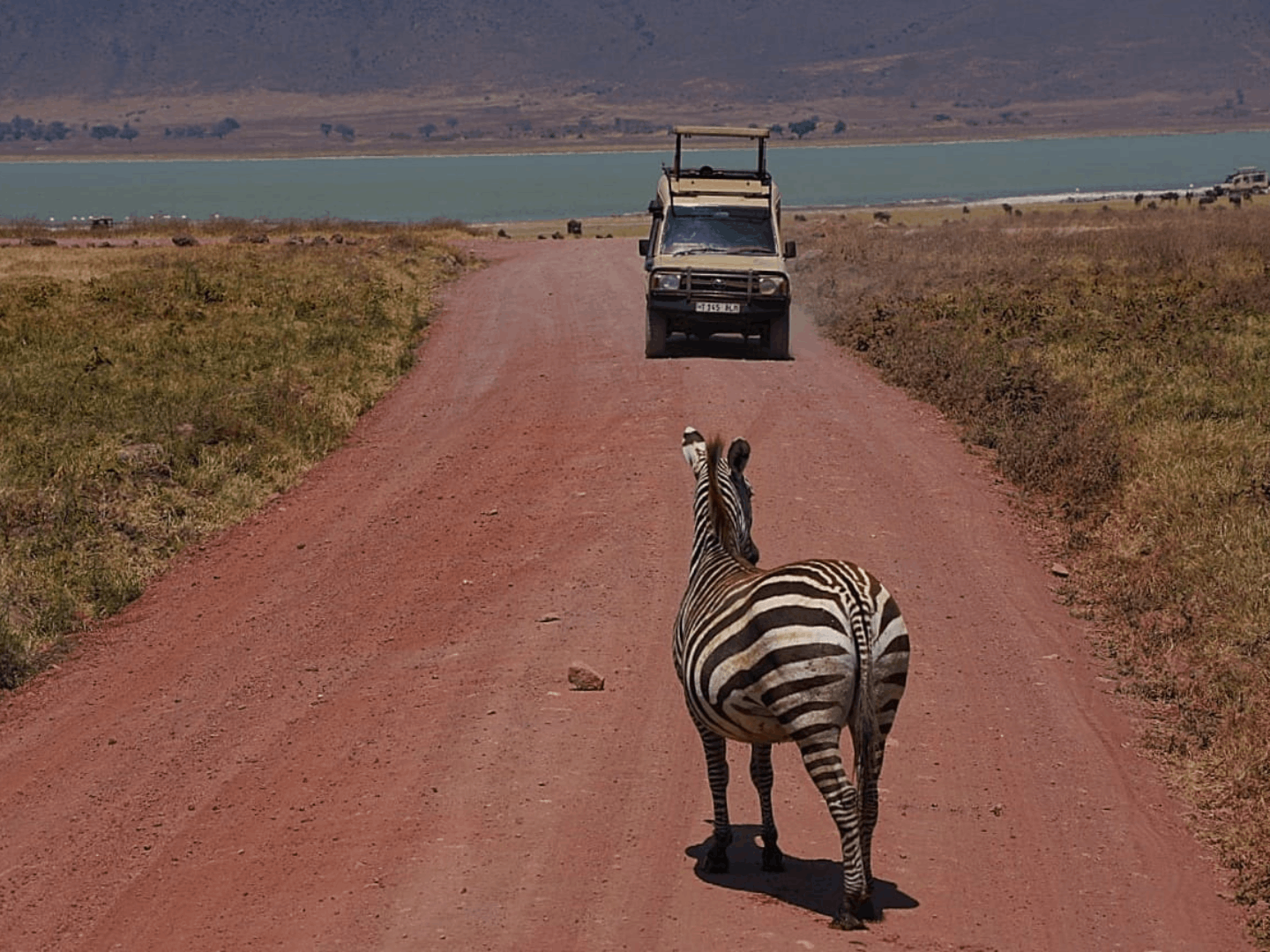 Safari nel cratere del Ngorongoro