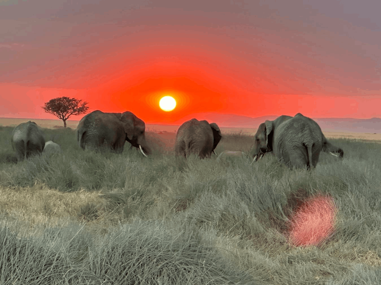 Safari "Into the wild Serengeti"