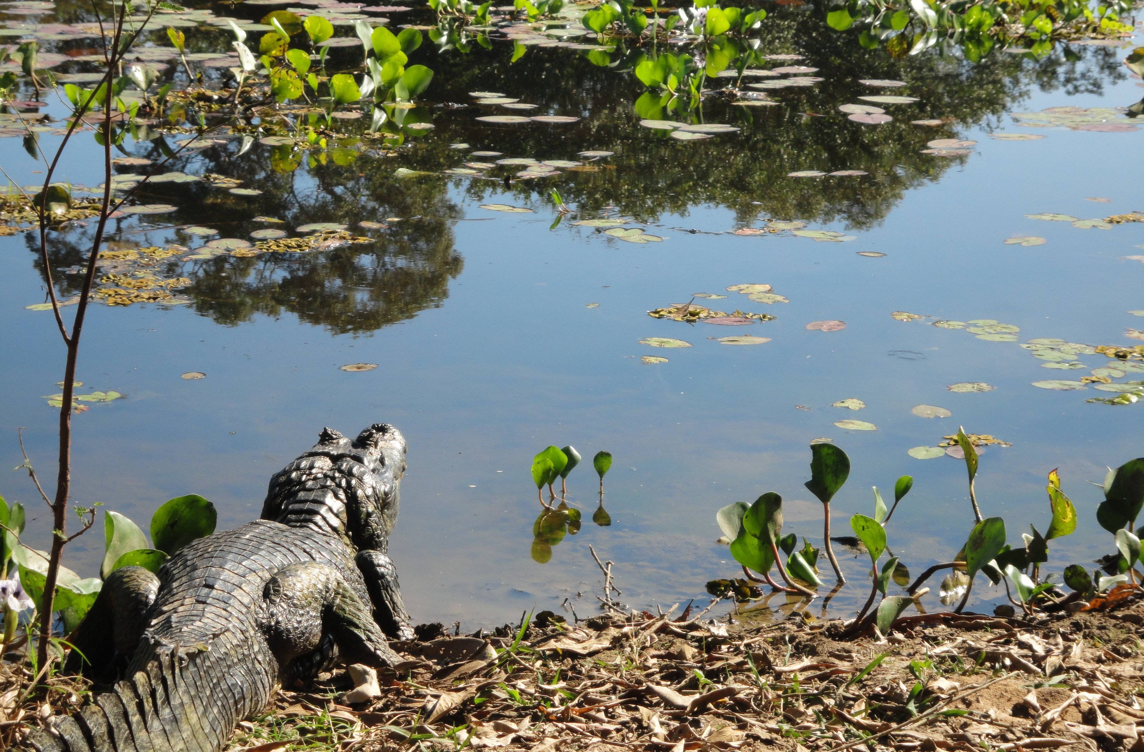 Votre aventure dans le Paradis écologique du Pantanal !