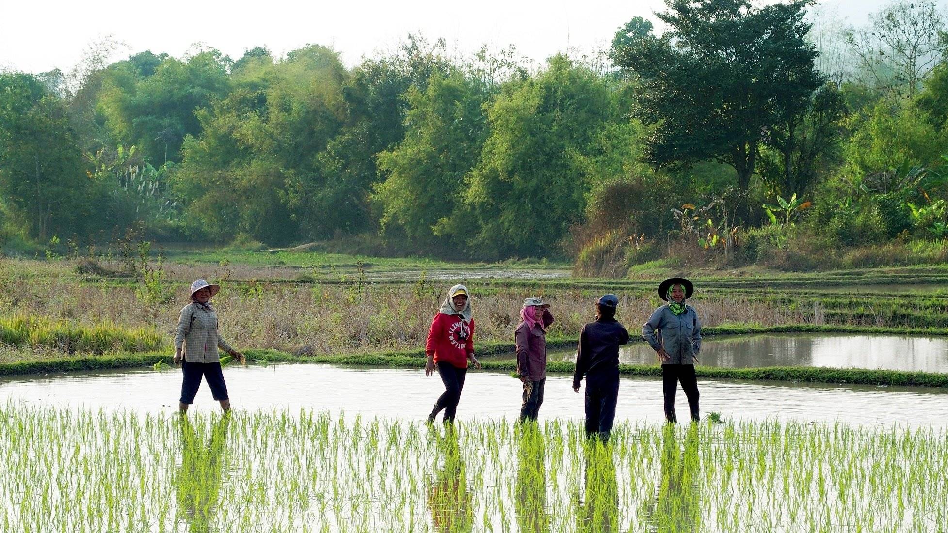 Pirogue sur la rivière Nam Ou et marche dans les rizières
