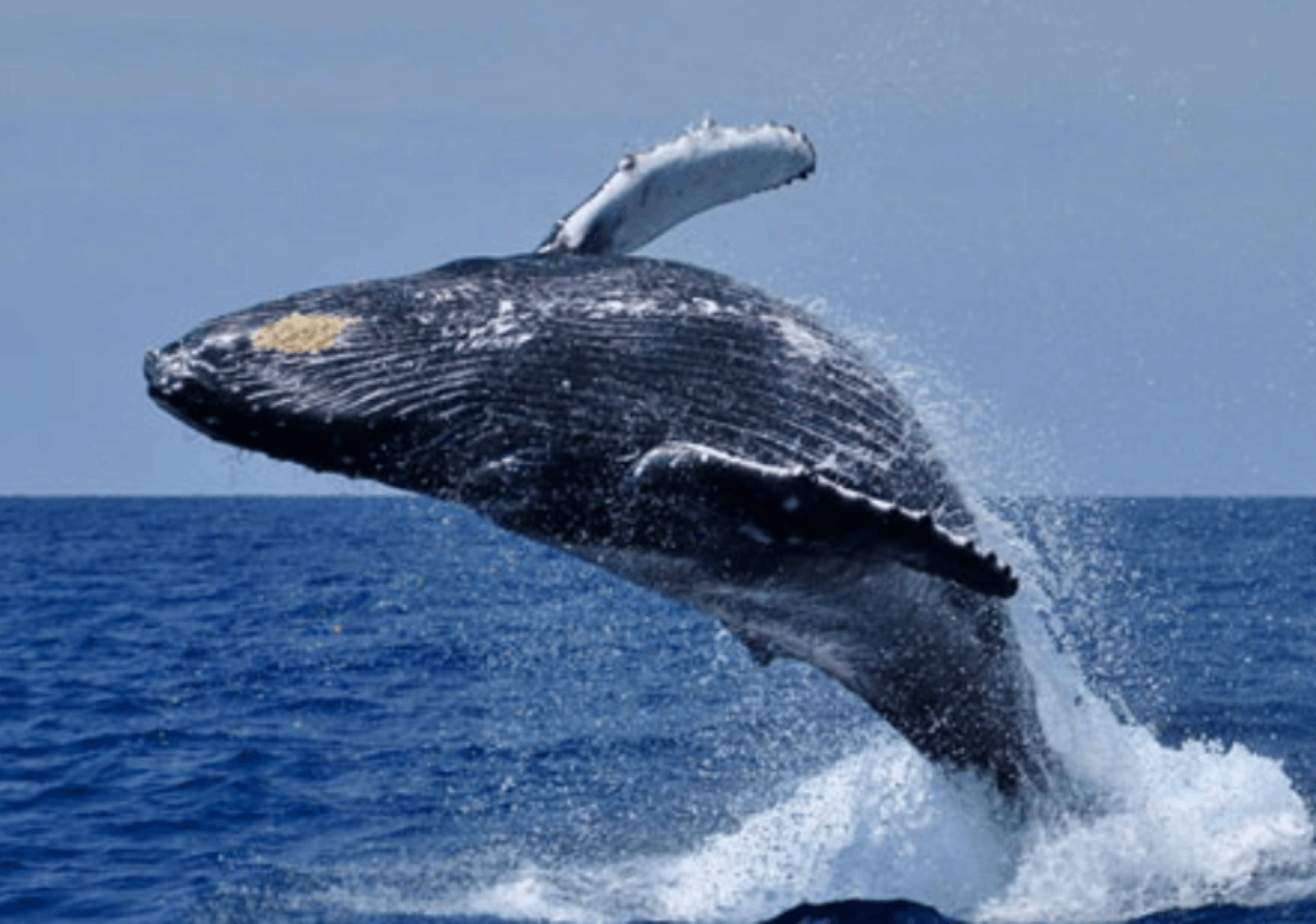Charme de la côte et rencontre avec les baleines