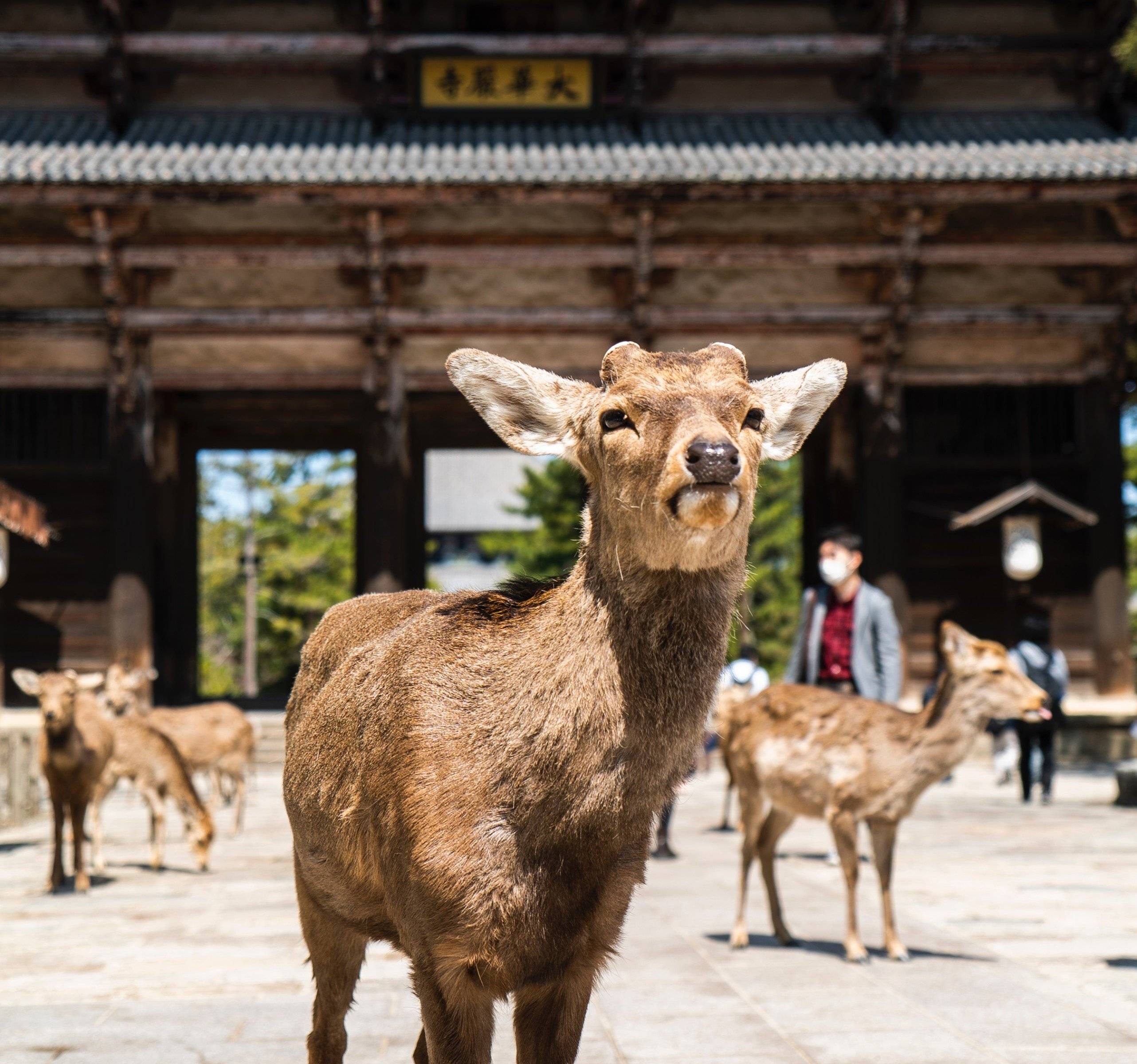 La splendita Nara e suoi adorabili cervi!
