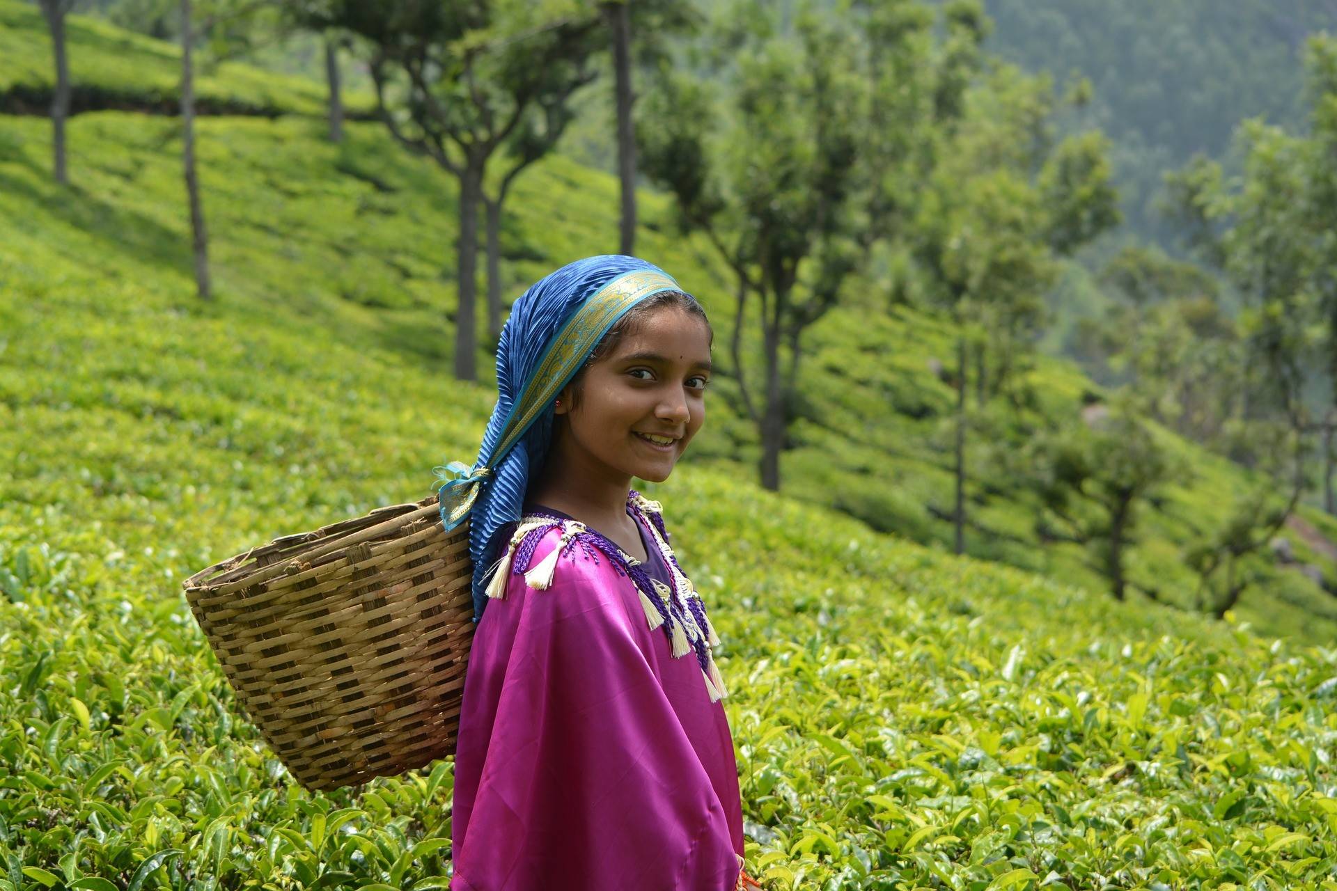 Au coeur des plantations de thé