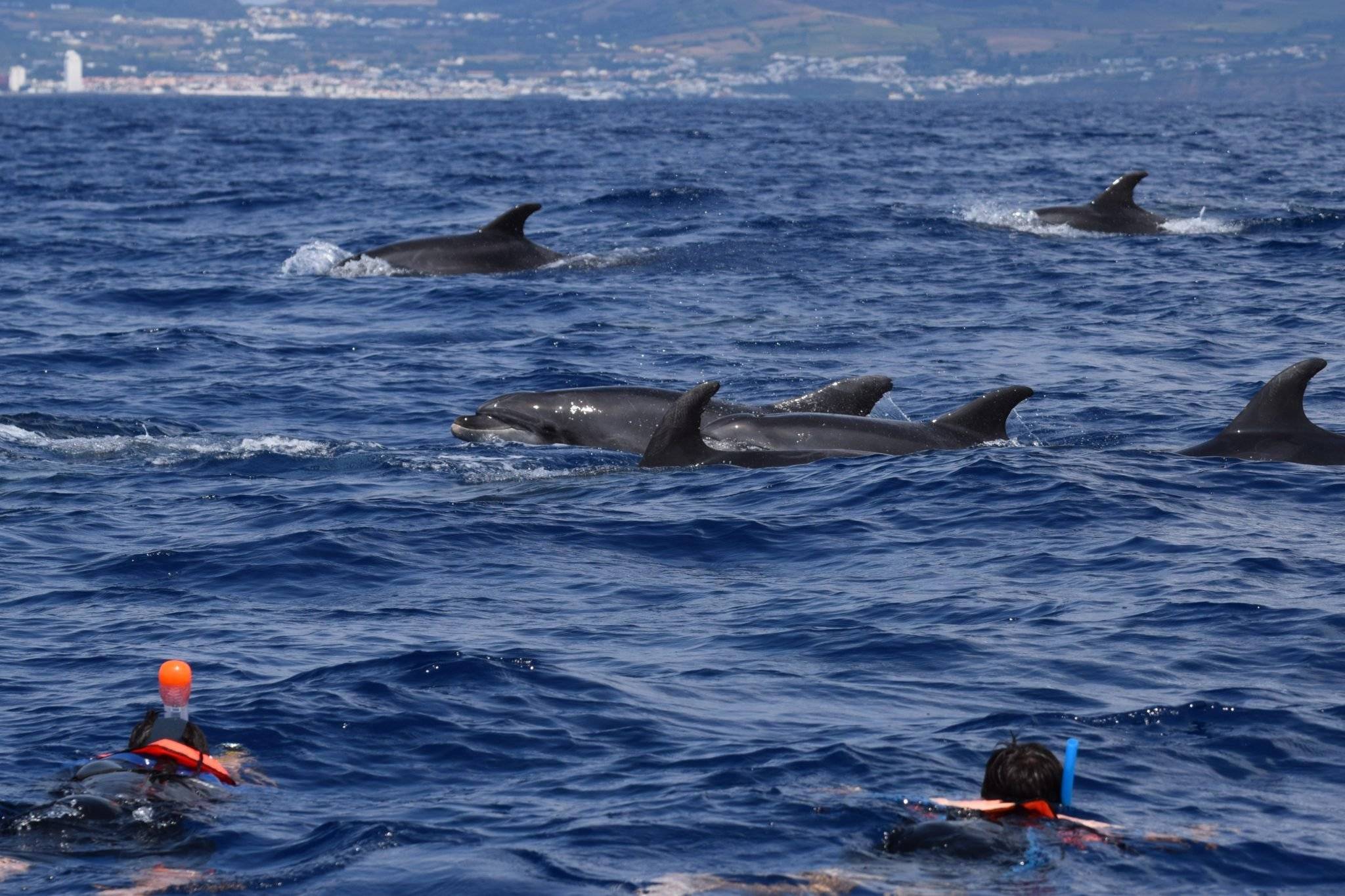 Aventura en el mar con delfines y Laguna del Fuego