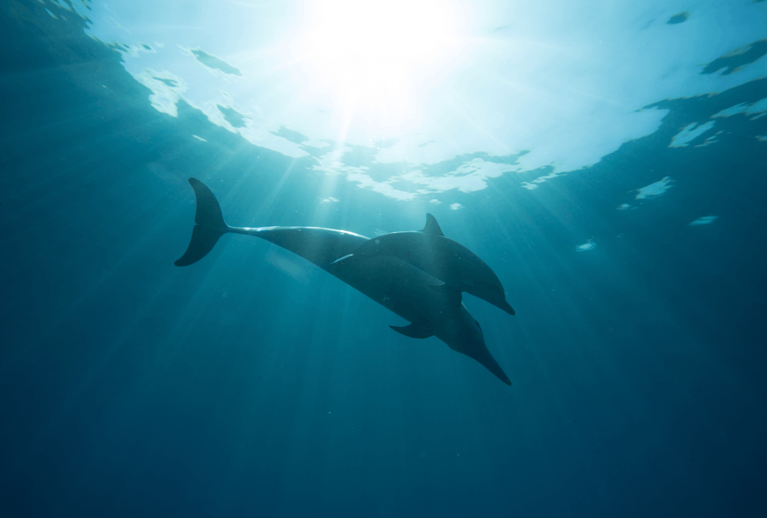 Snorkeling et dauphins