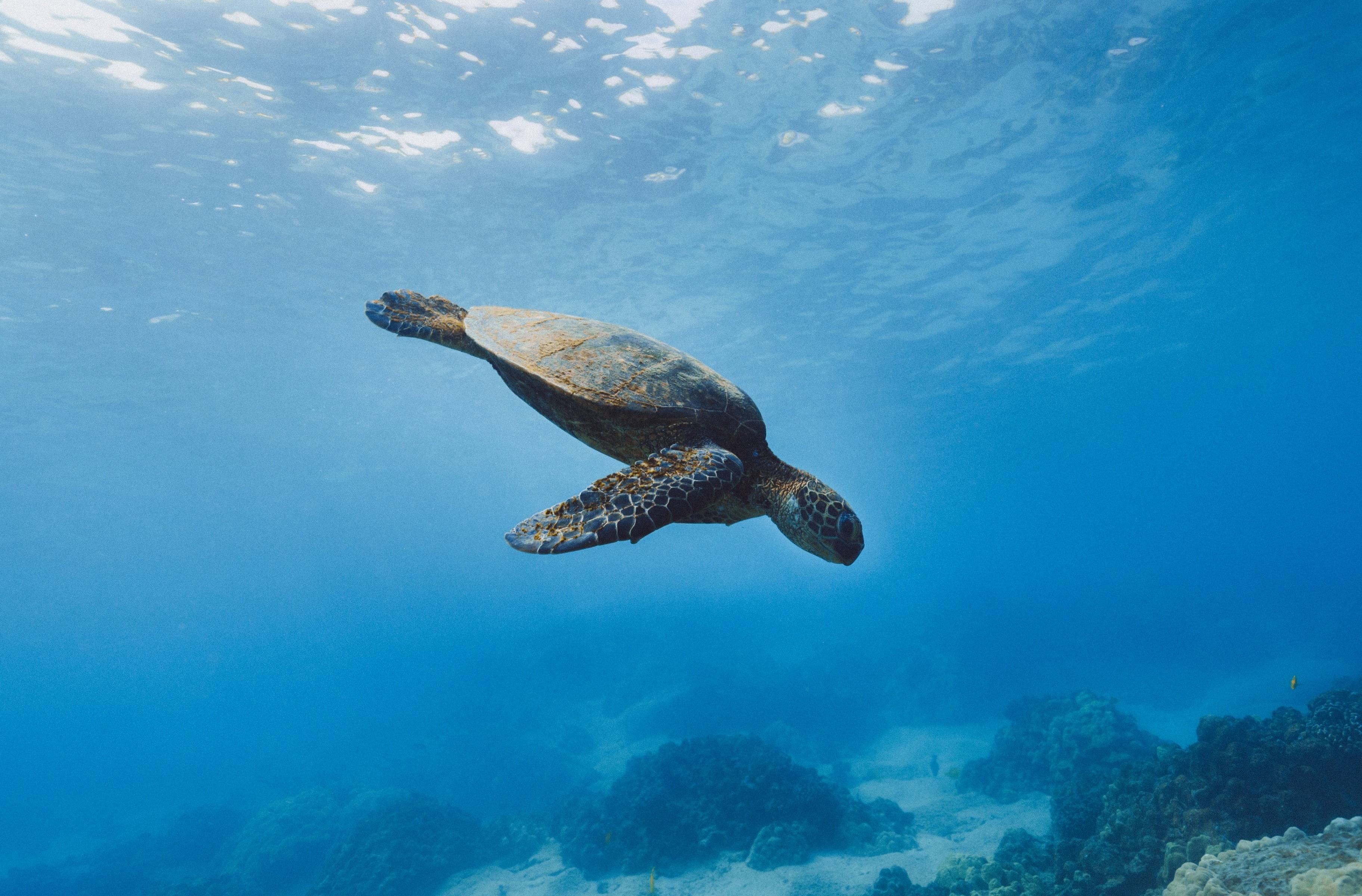 Balade dans la réserve Cousteau à la rencontre des poissons et des tortues