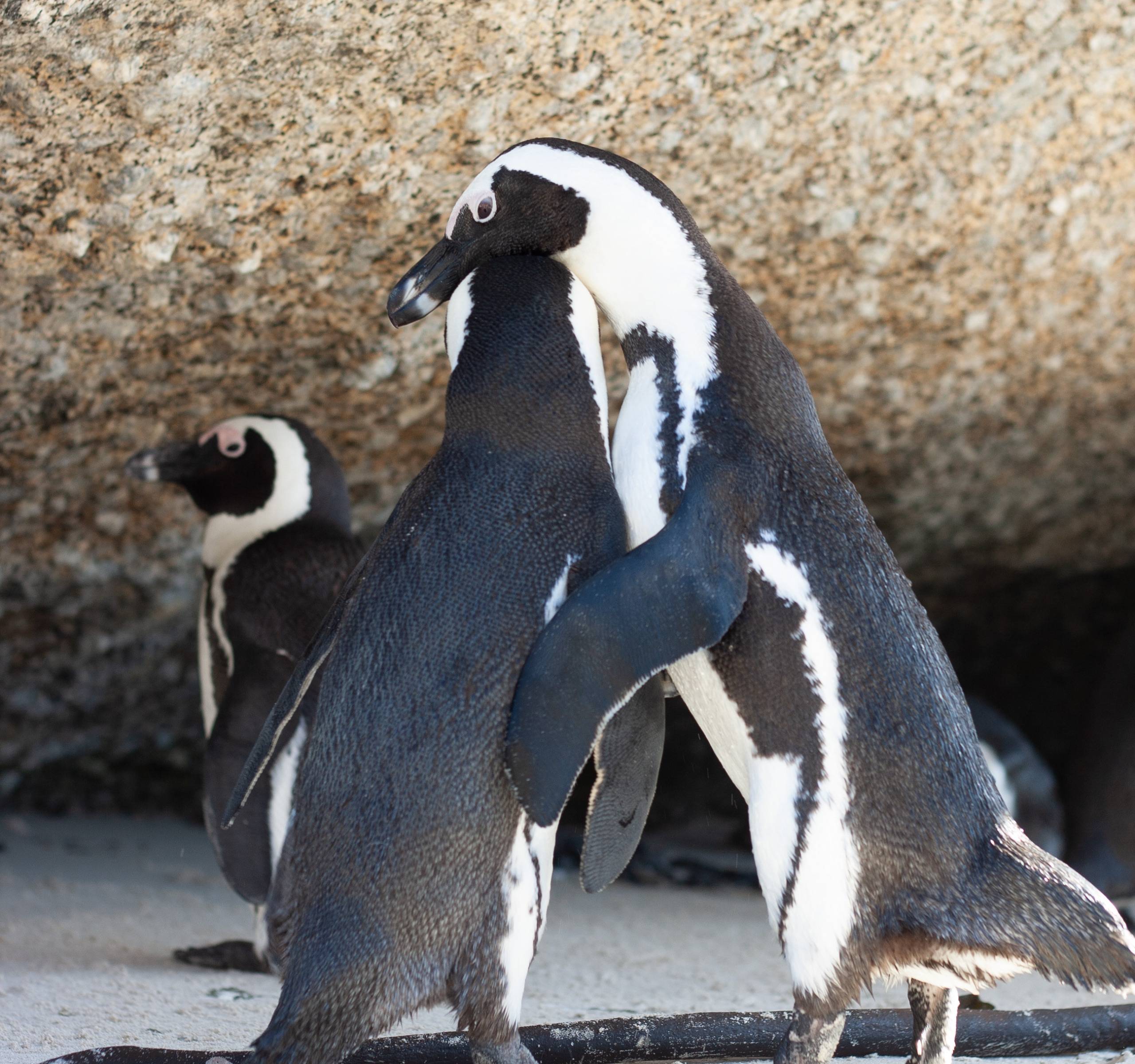 Parque de biosfera Kogelberg y pingüinos africanos