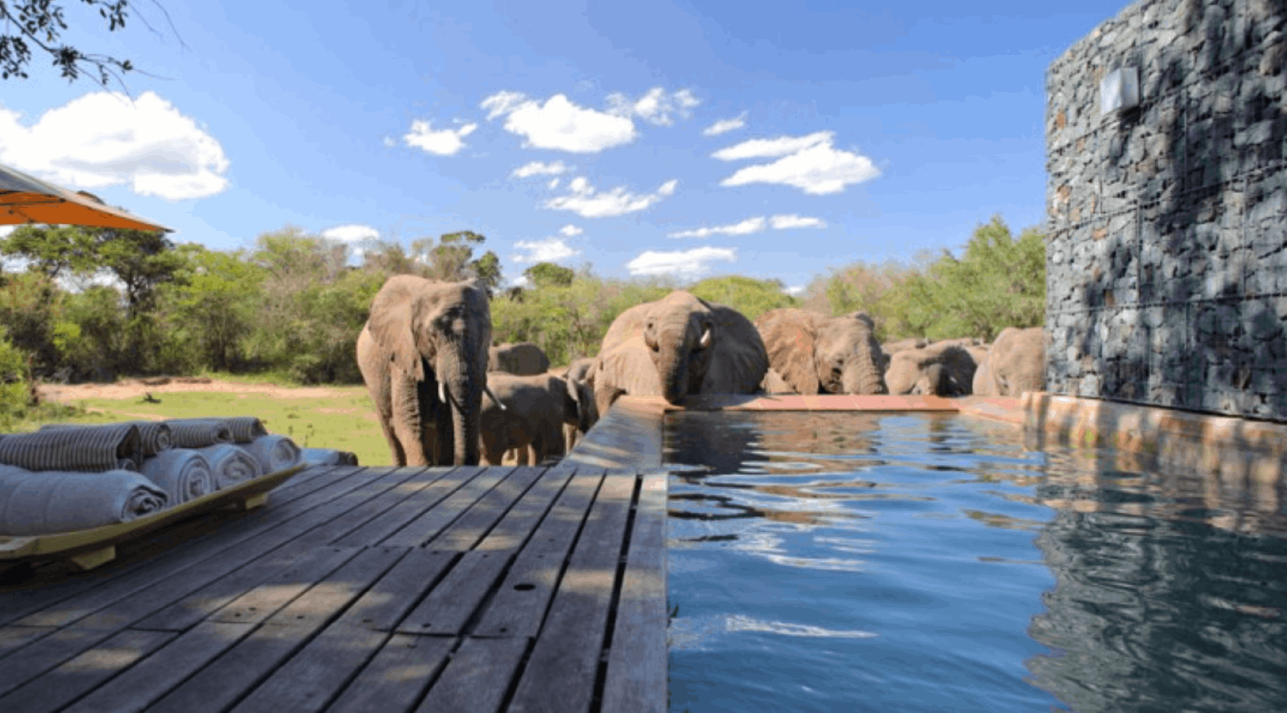 Safaris au cœur d'une réserve privée