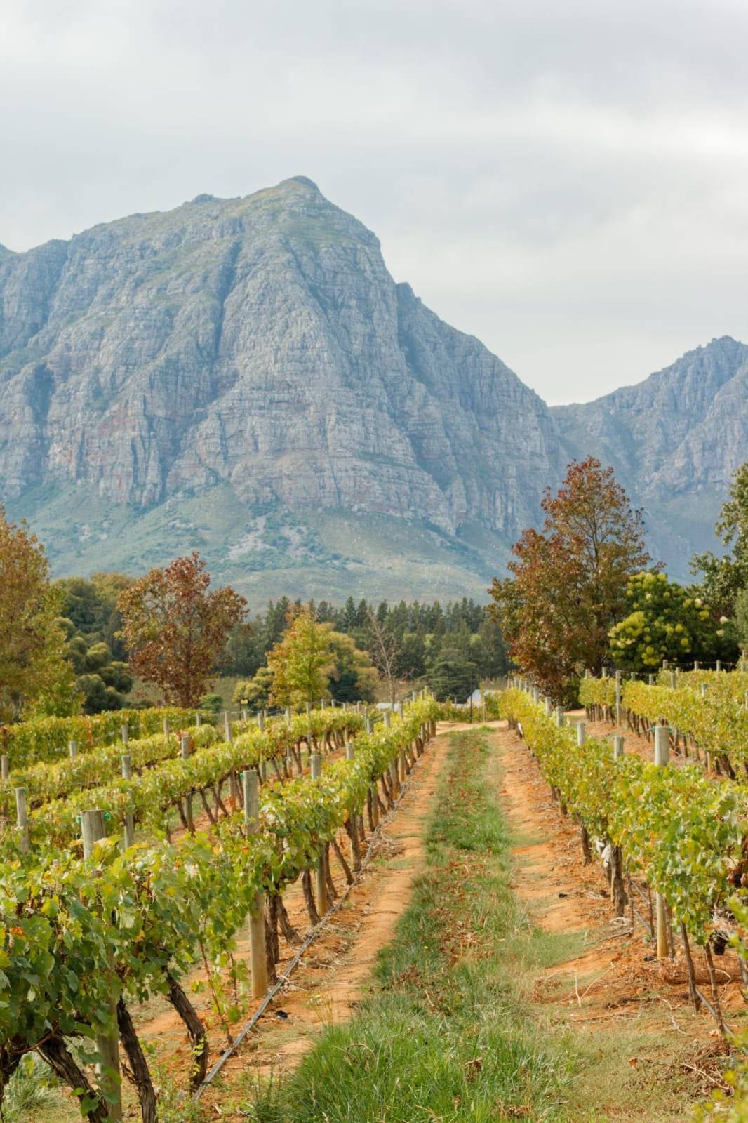 Región vinícola del Cabo y la montaña Mesa