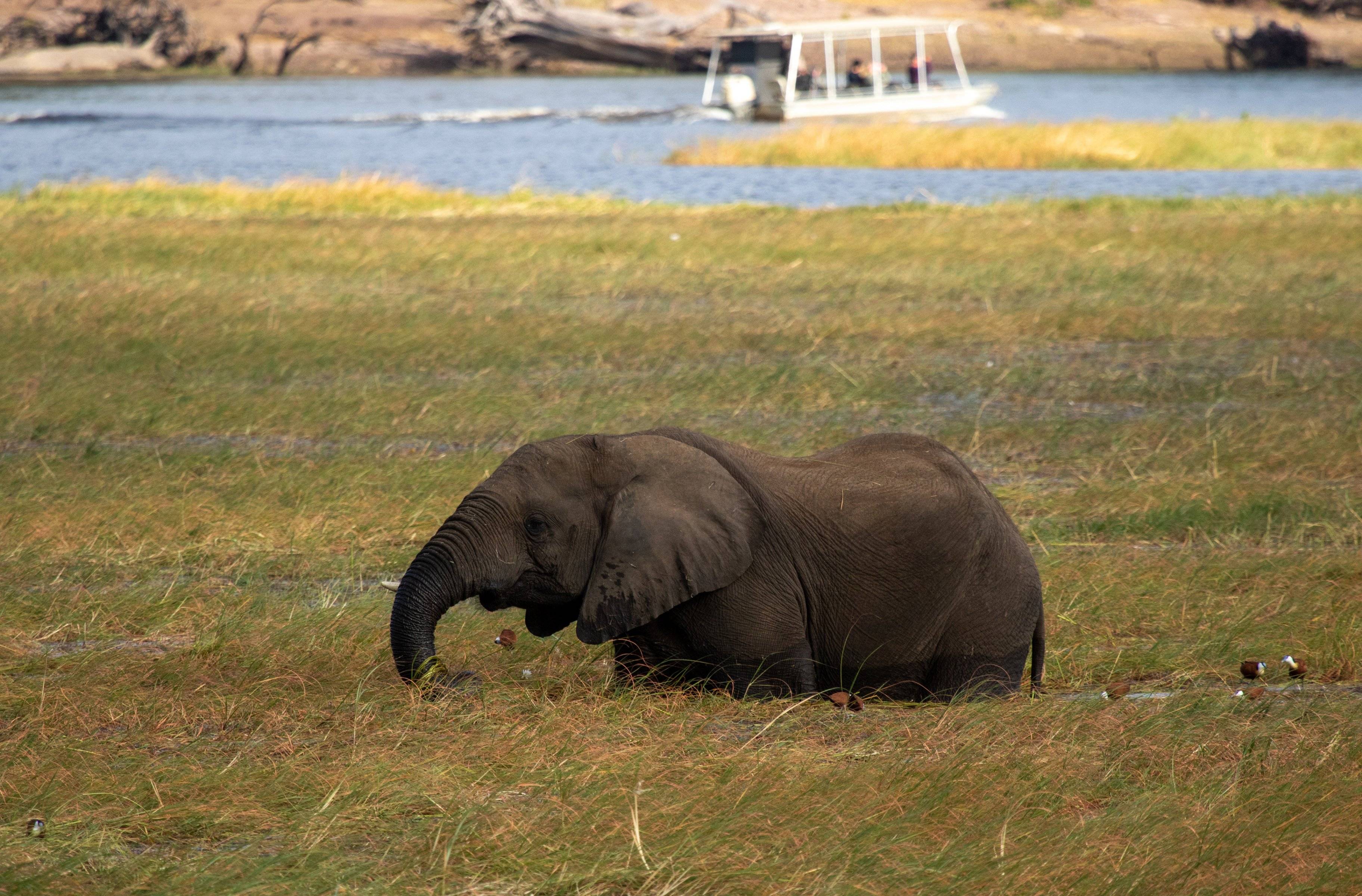 El río Chobe en donde los elefantes reinan