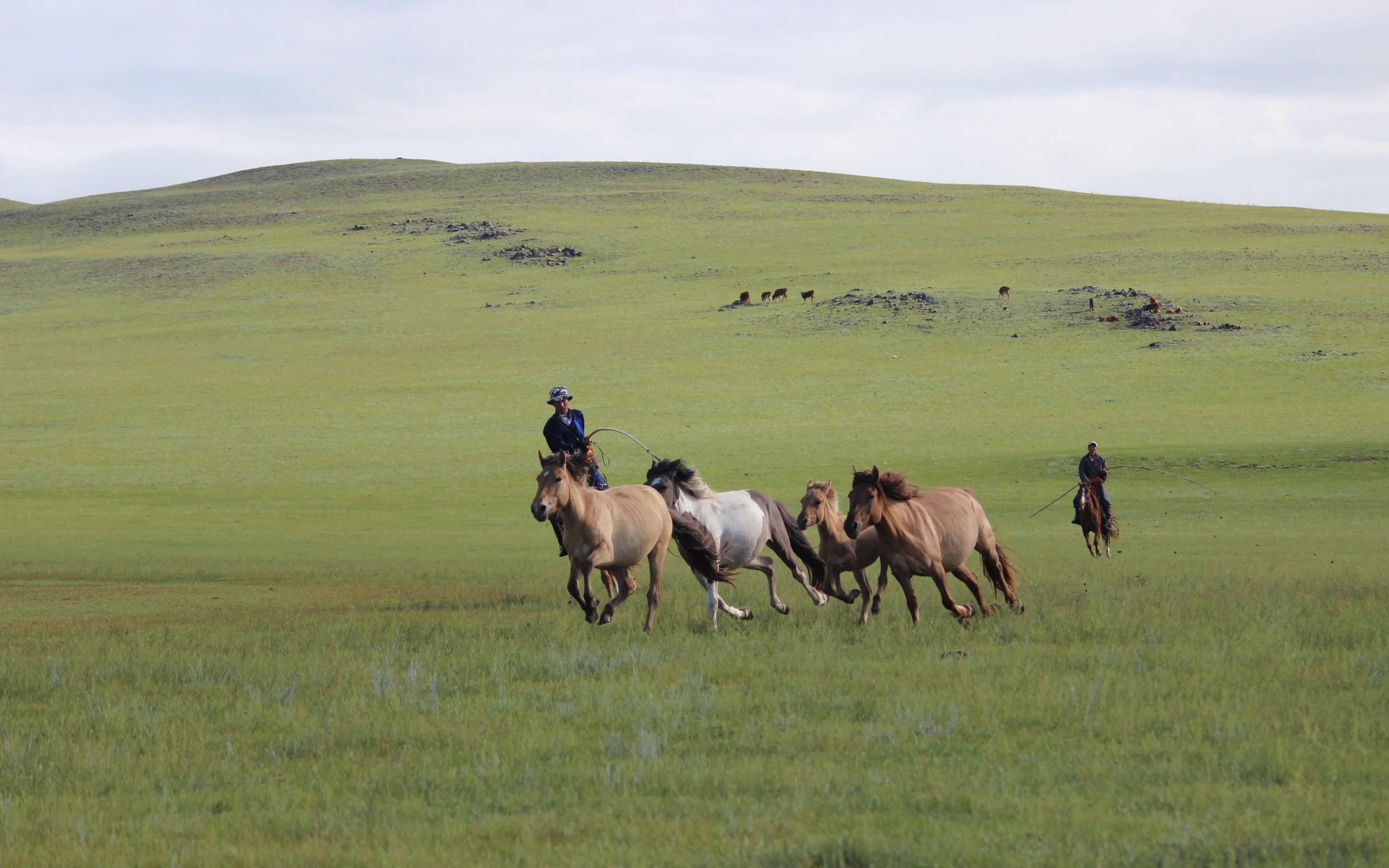 À la découverte de la culture équestre mongole