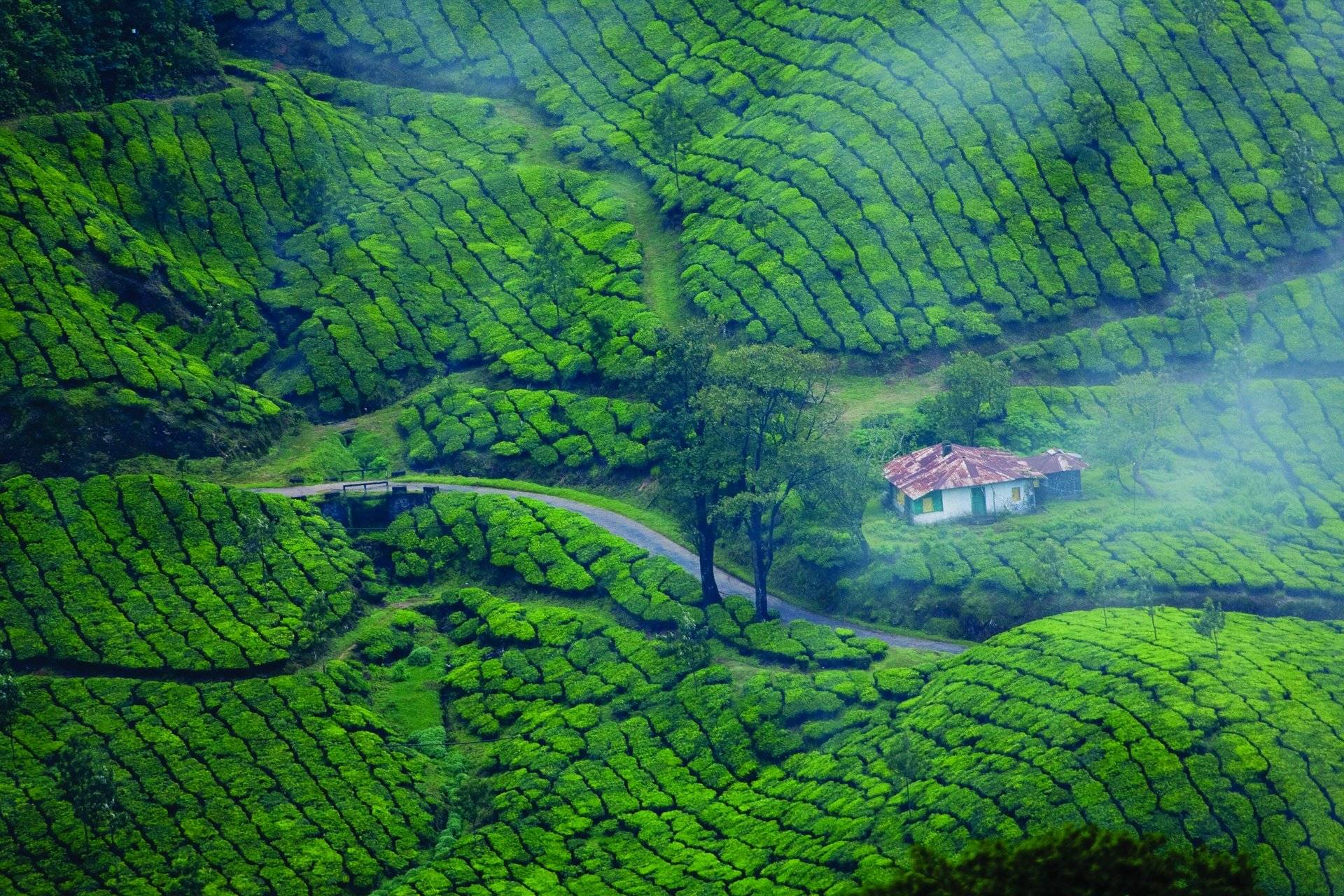 Route vers les plantations de thé