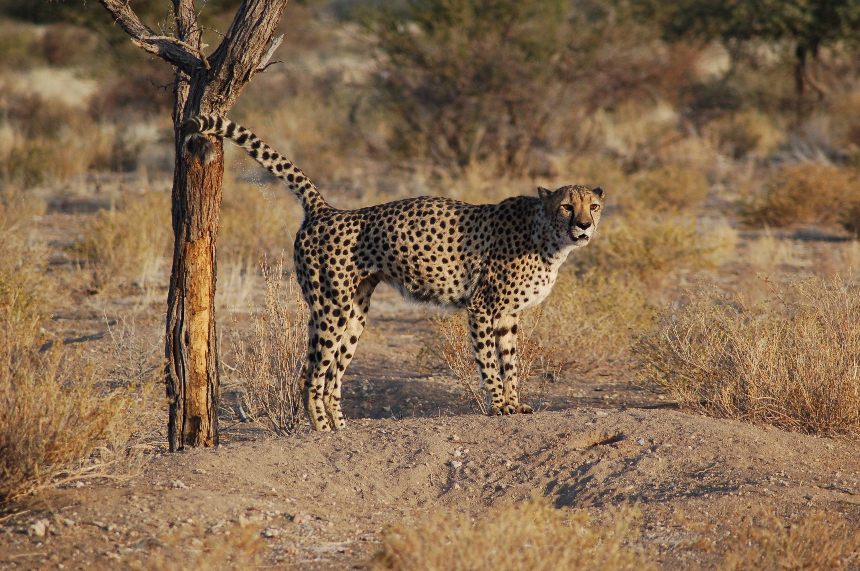 Safari fotográfico en reserva privada en Onguma