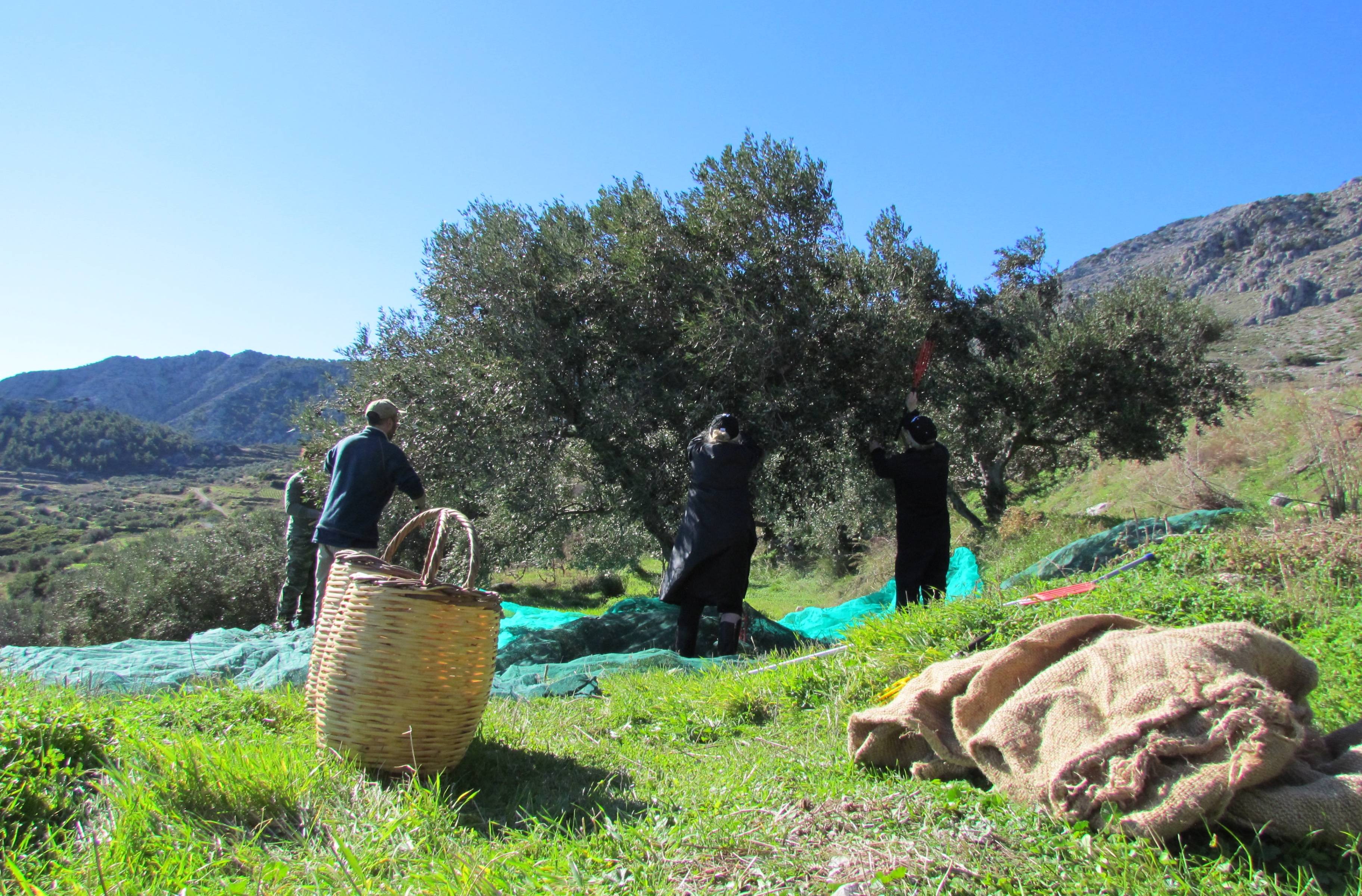 ​Ernte und Zubereitung die Speiseoliven in der Messara-Ebene