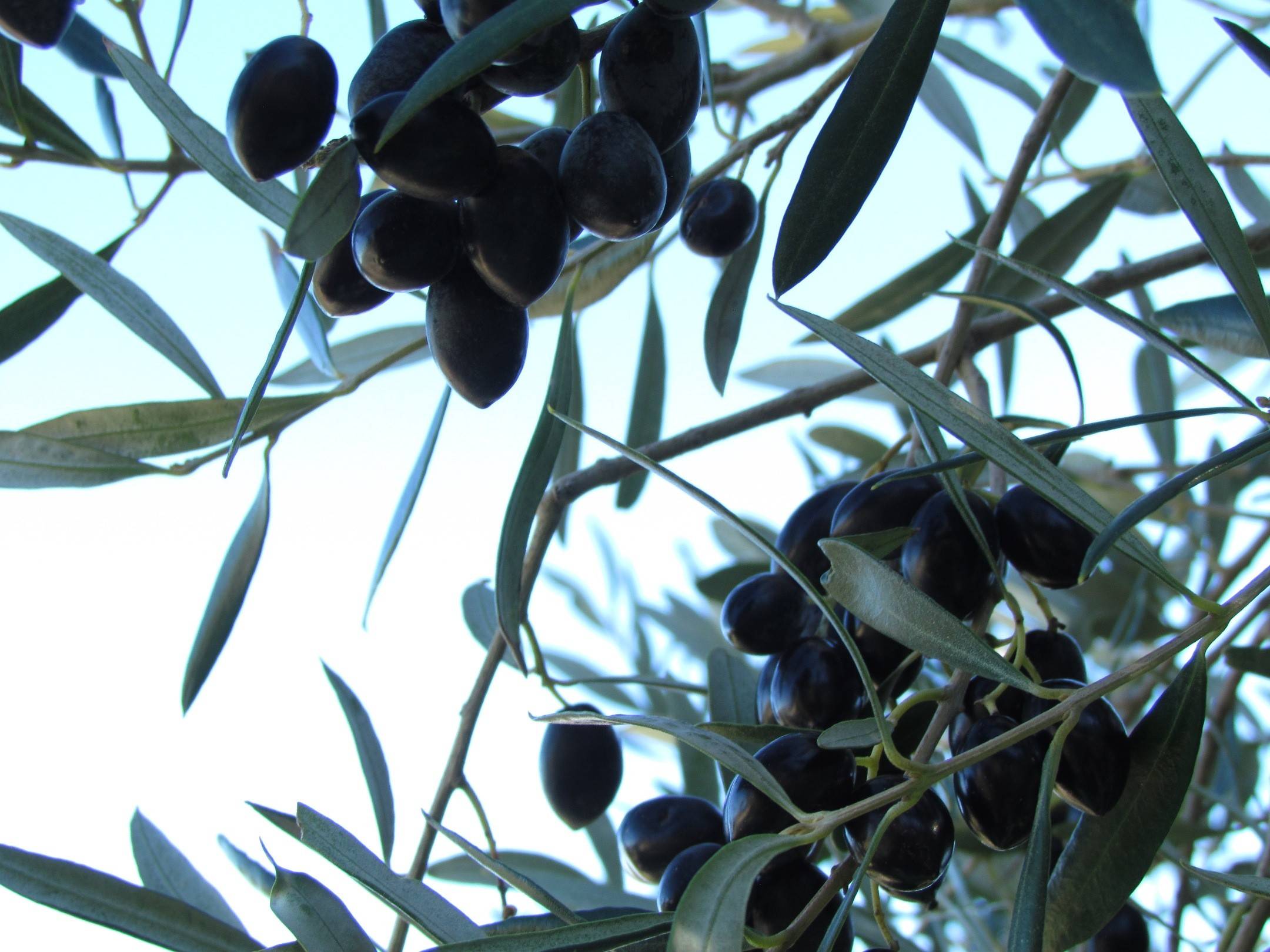 Die Gaben der "Elaió", der sagenumwobenen Oliven-Halbgöttin