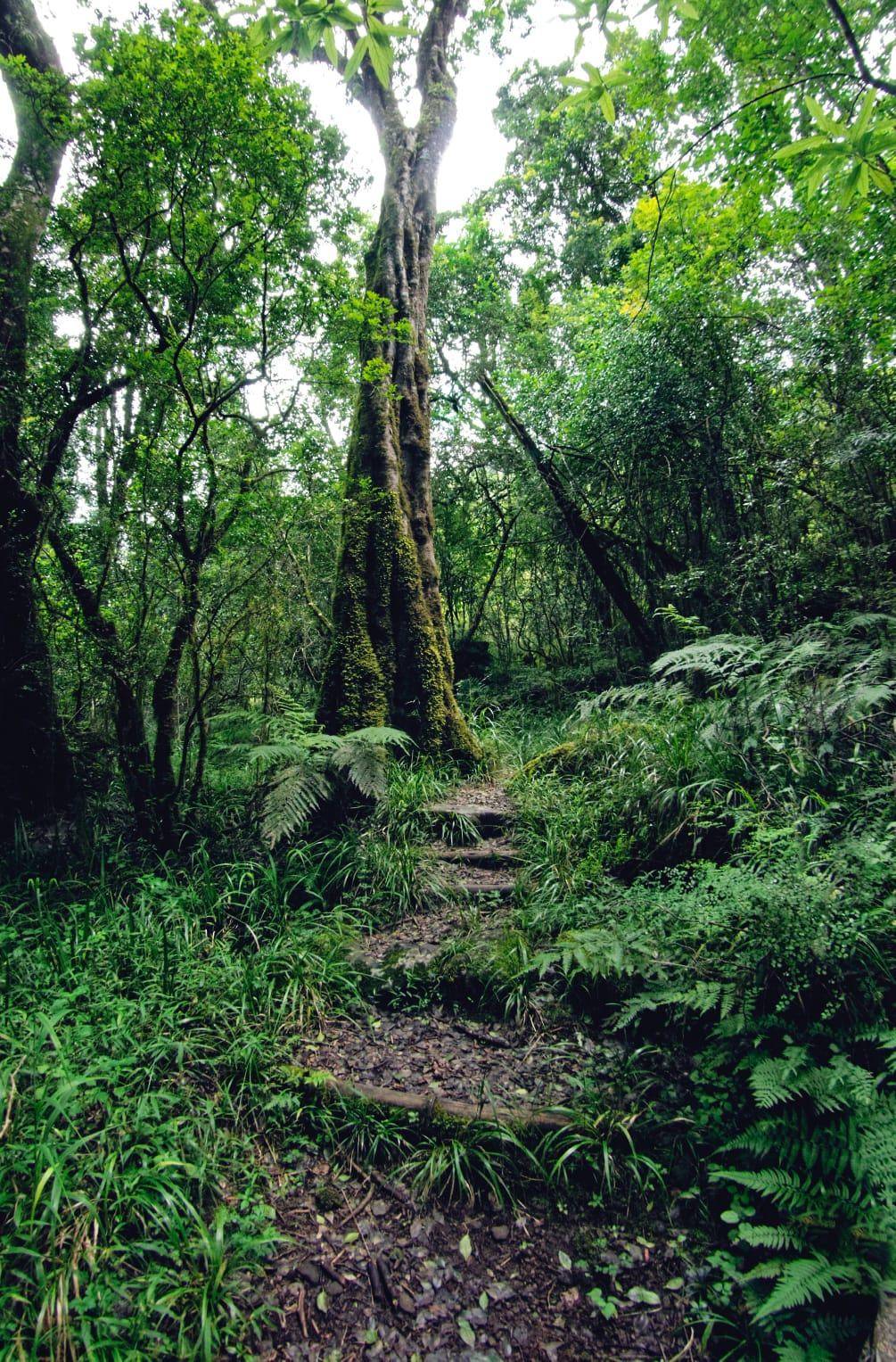 Ruta Jardín - Bosques afro montano y Knysna