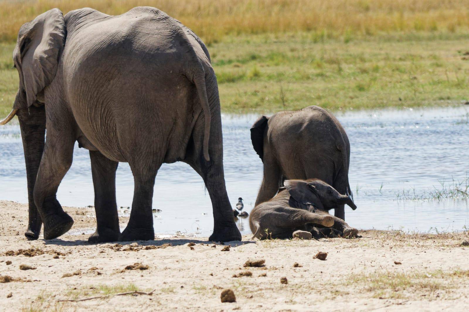 Reserva privada en Kruger y safaris fotográficos
