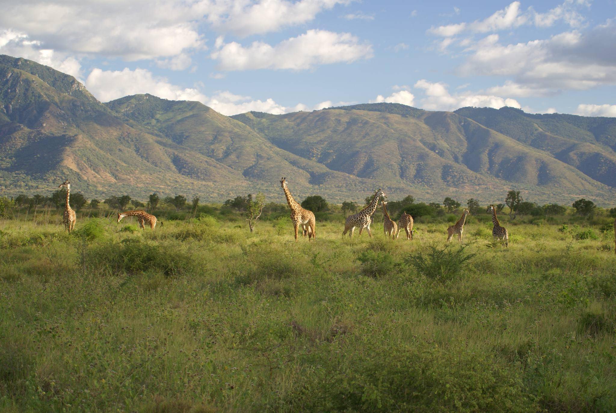 Safari à Mkomazi, pépite méconnue des parcs du Nord
