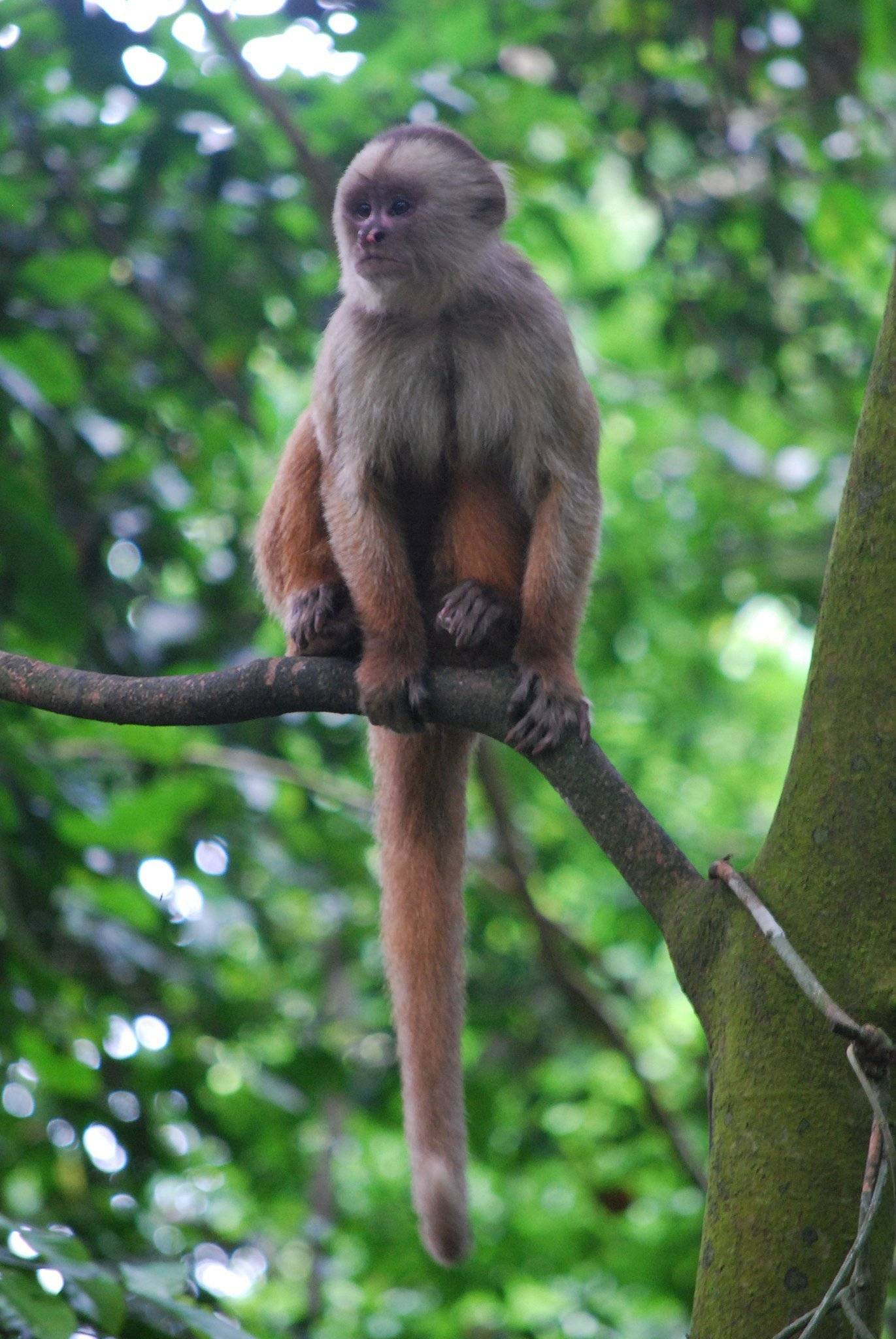 Observación de fauna en la Isla de Monos y en la Reserva Nacional Tambopata-Candamo