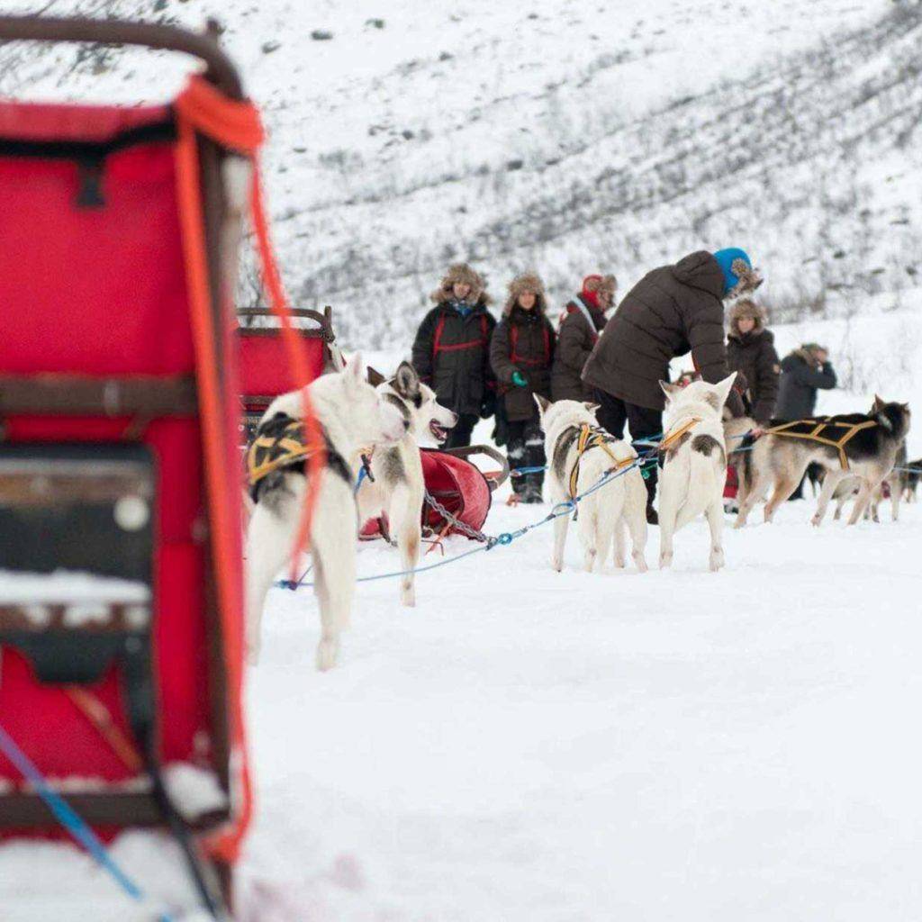 Dogsledding in Kvaløya