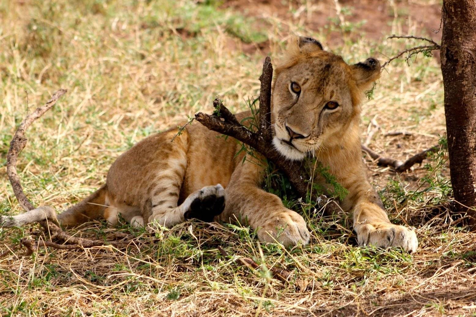 Safari en el Parque Nacional de Manyara