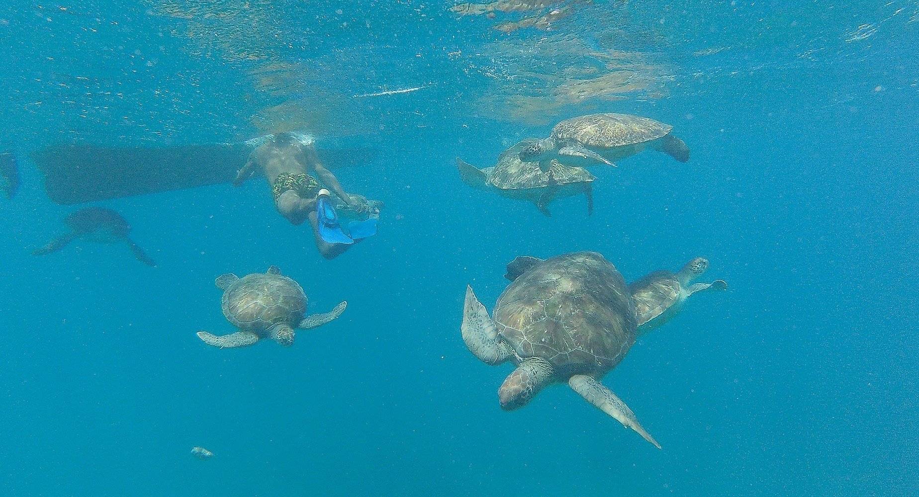 Snorkel con tortugas y tarde libre