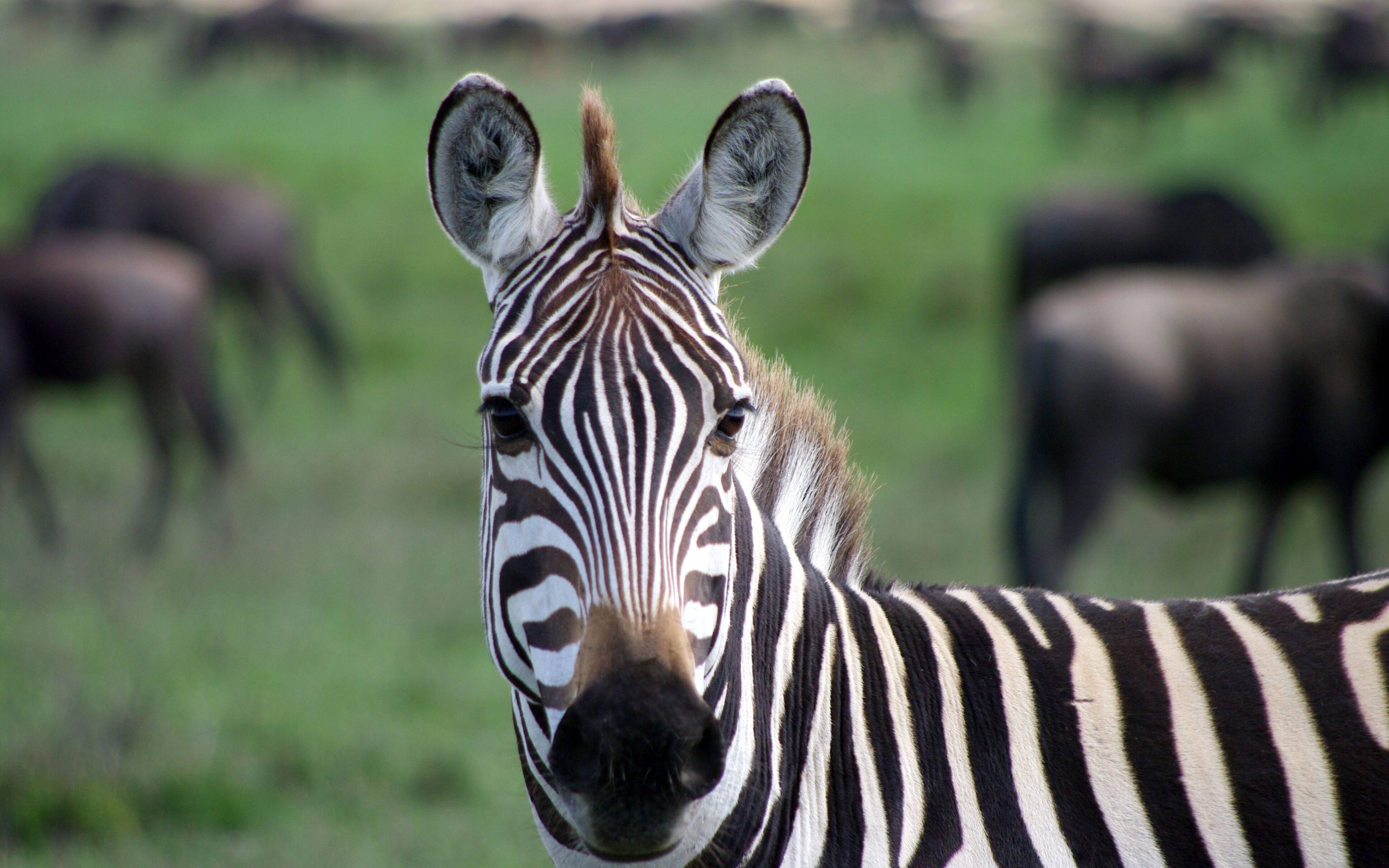 Safari en el Parque Nacional de Manyara