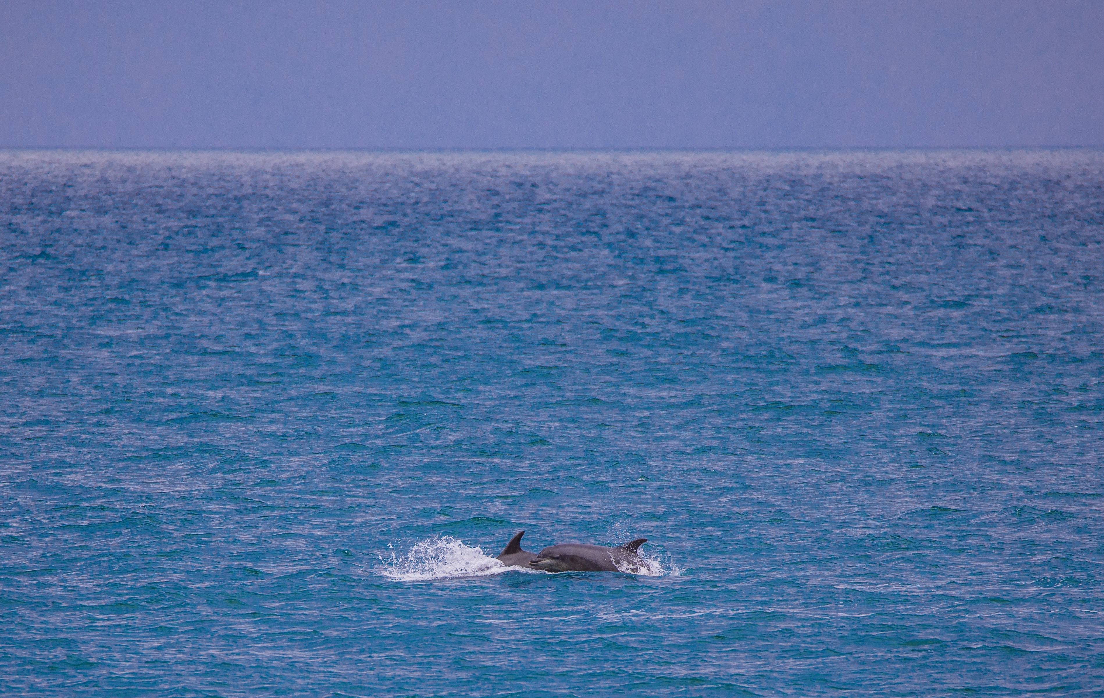 Observation des dauphins