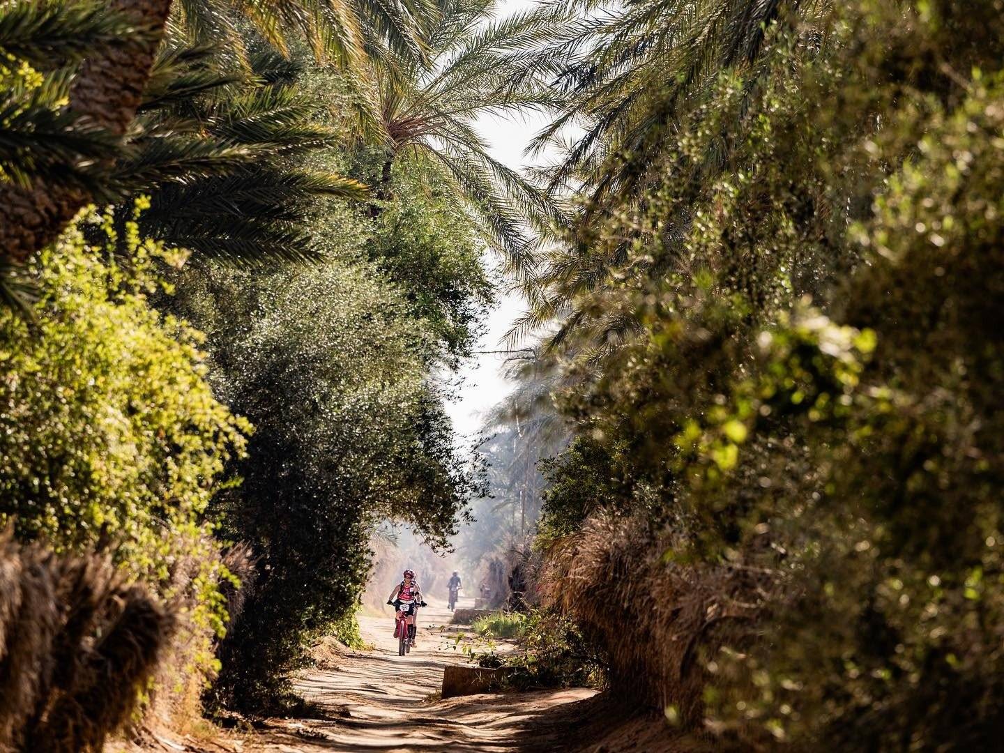 À vélo sous les palmiers