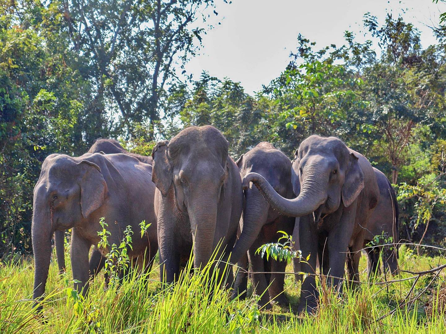 Ein Vormittag mit den Elefanten - Kulen Forest Project (Gruppentour)