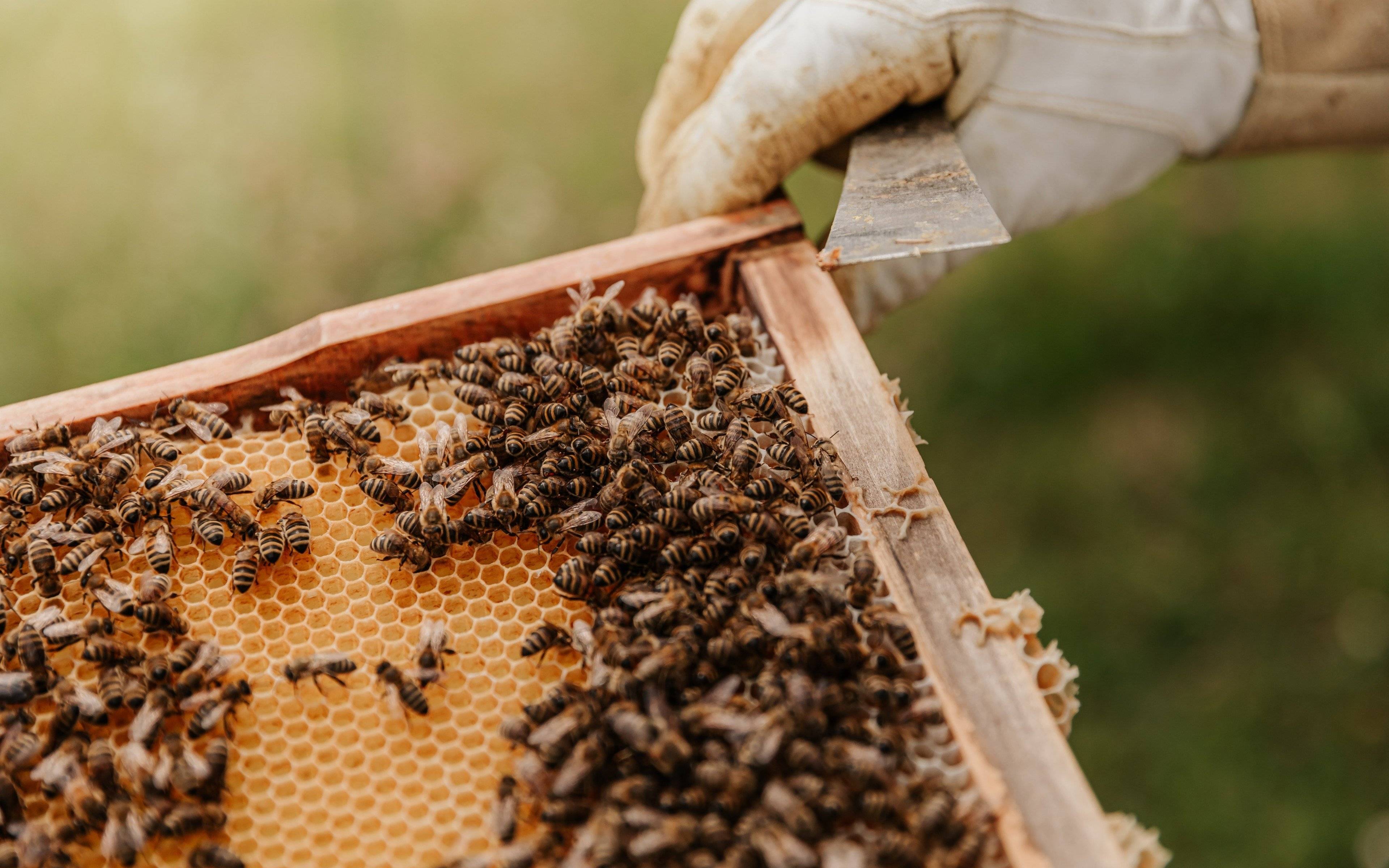 Entdecken Sie die magische Welt der Bienen auf dem Weg nach areopolis