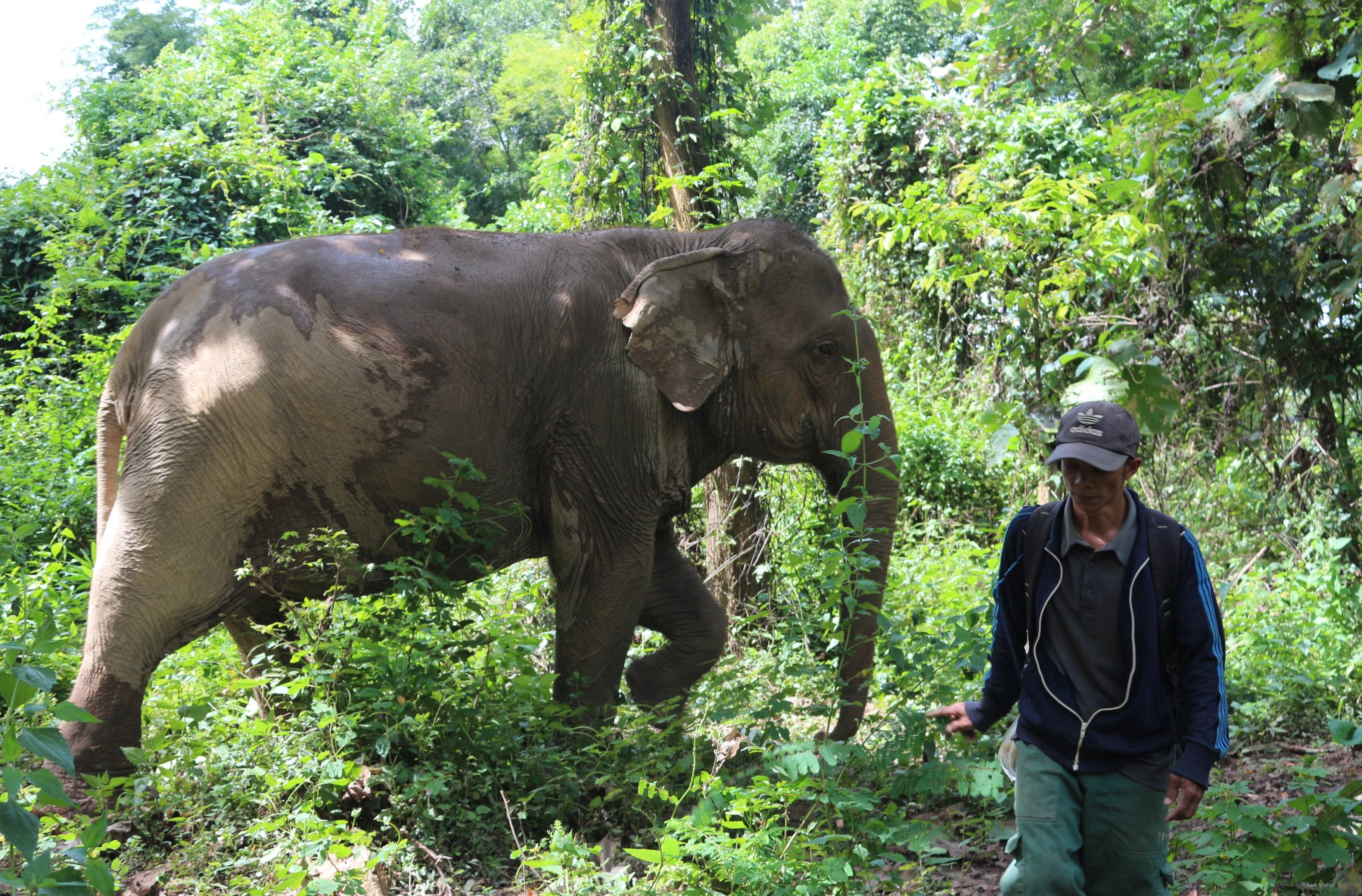 Rencontre avec les éléphants et temps libre à Luang Prabang