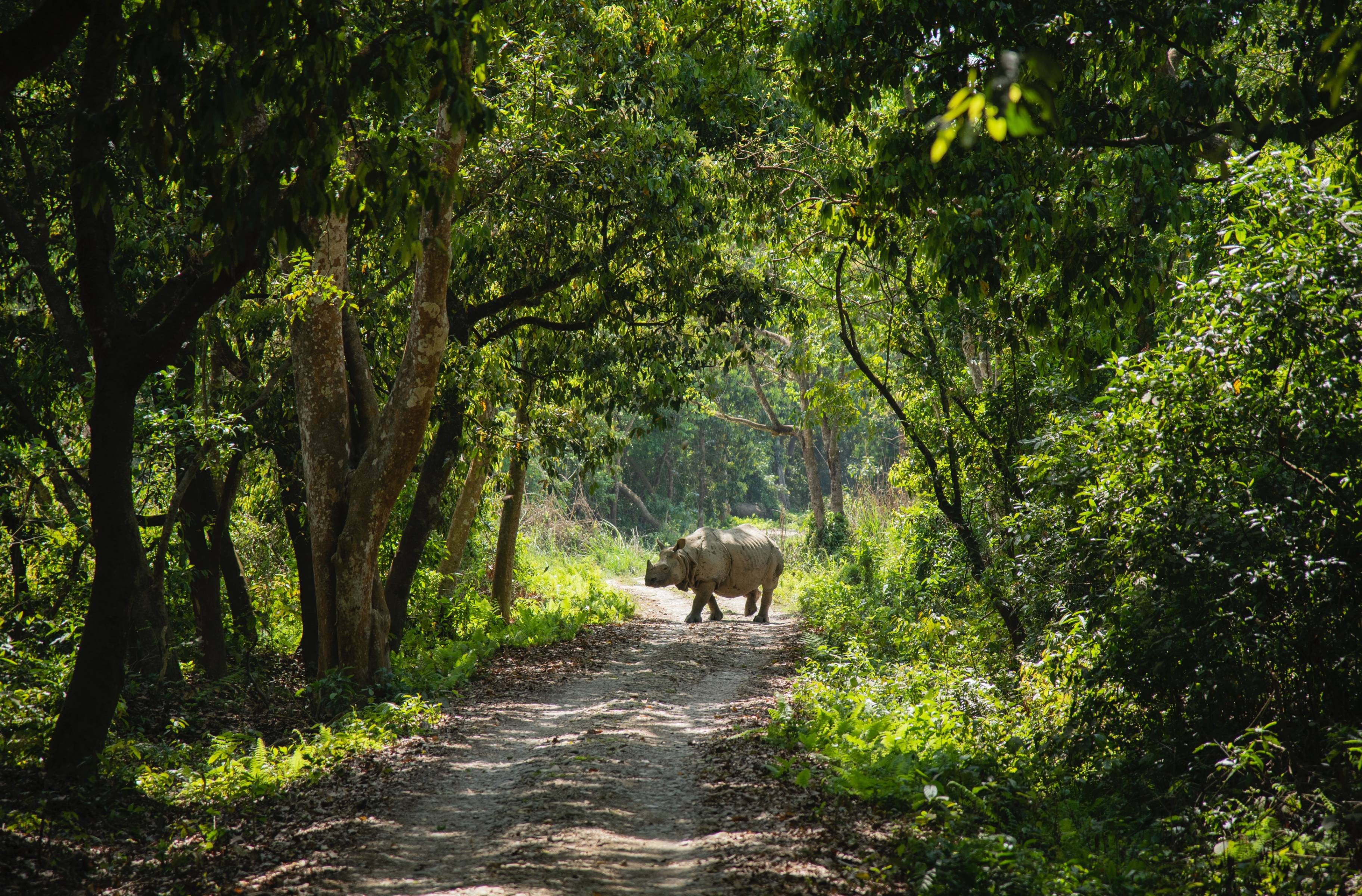 Dans la jungle de Chitwan