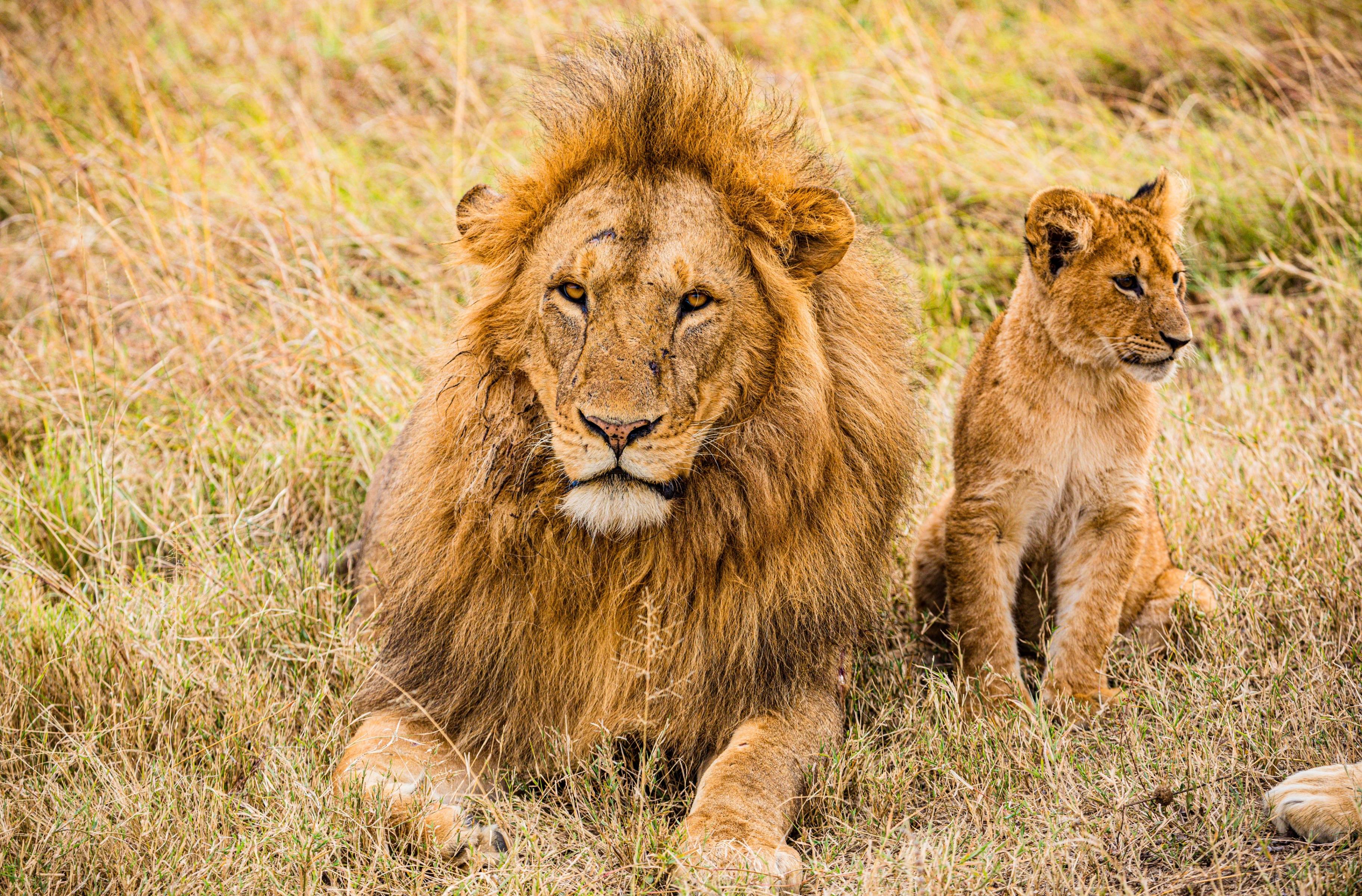 El rey león y los carnívoros de las llanuras de Amboseli