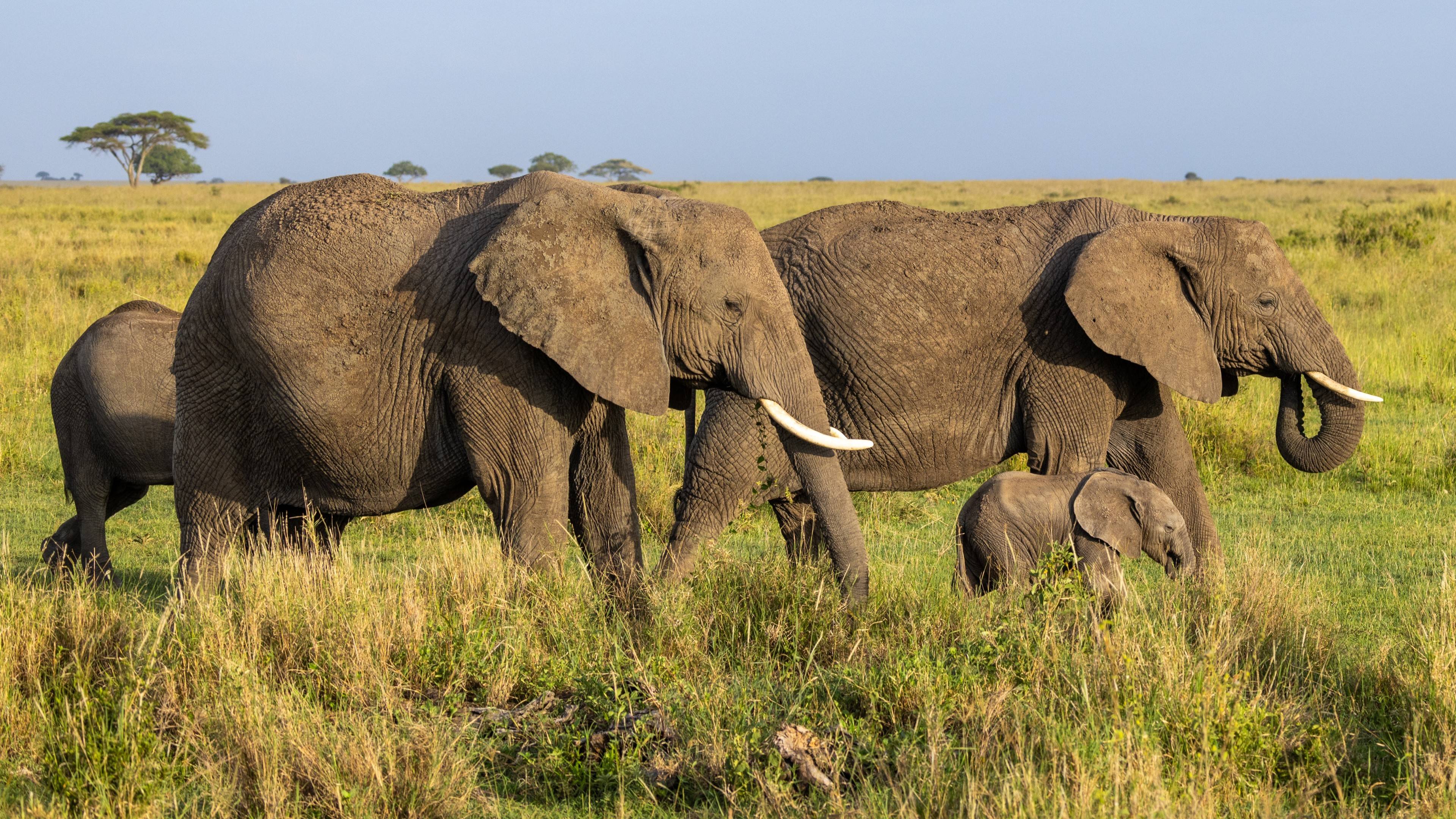 Encuentro con los gigantes del Parque Nacional de Amboseli